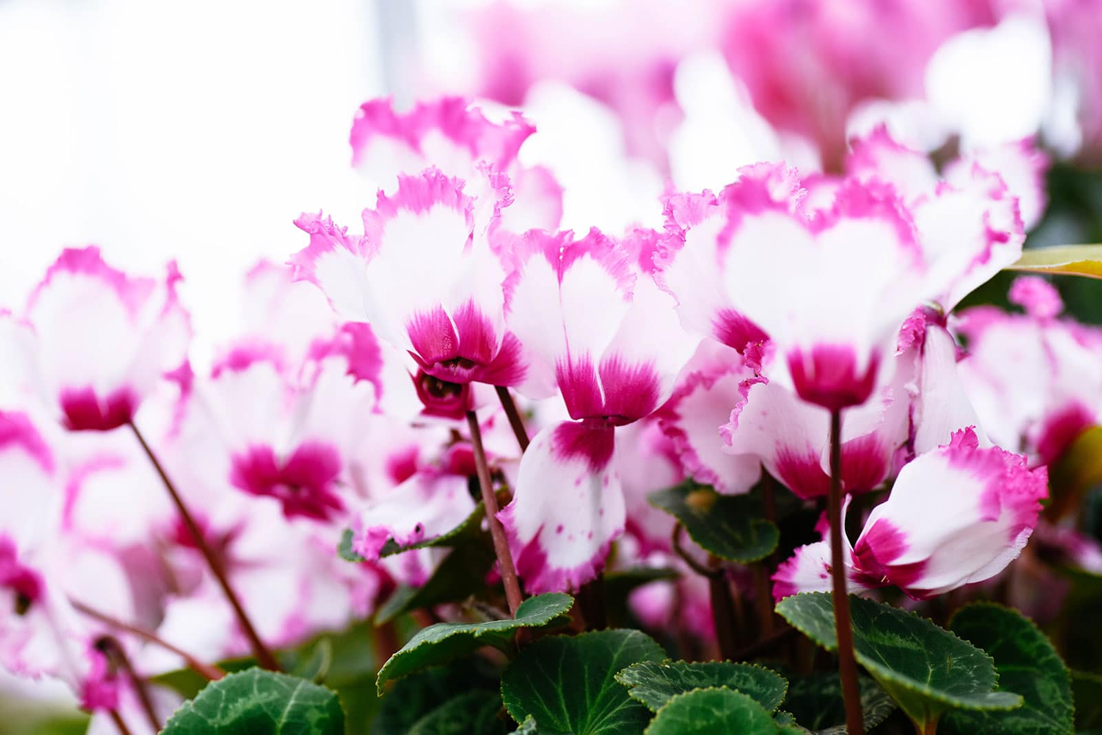 Close-up of white cyclamen flowers with pink centers and edges