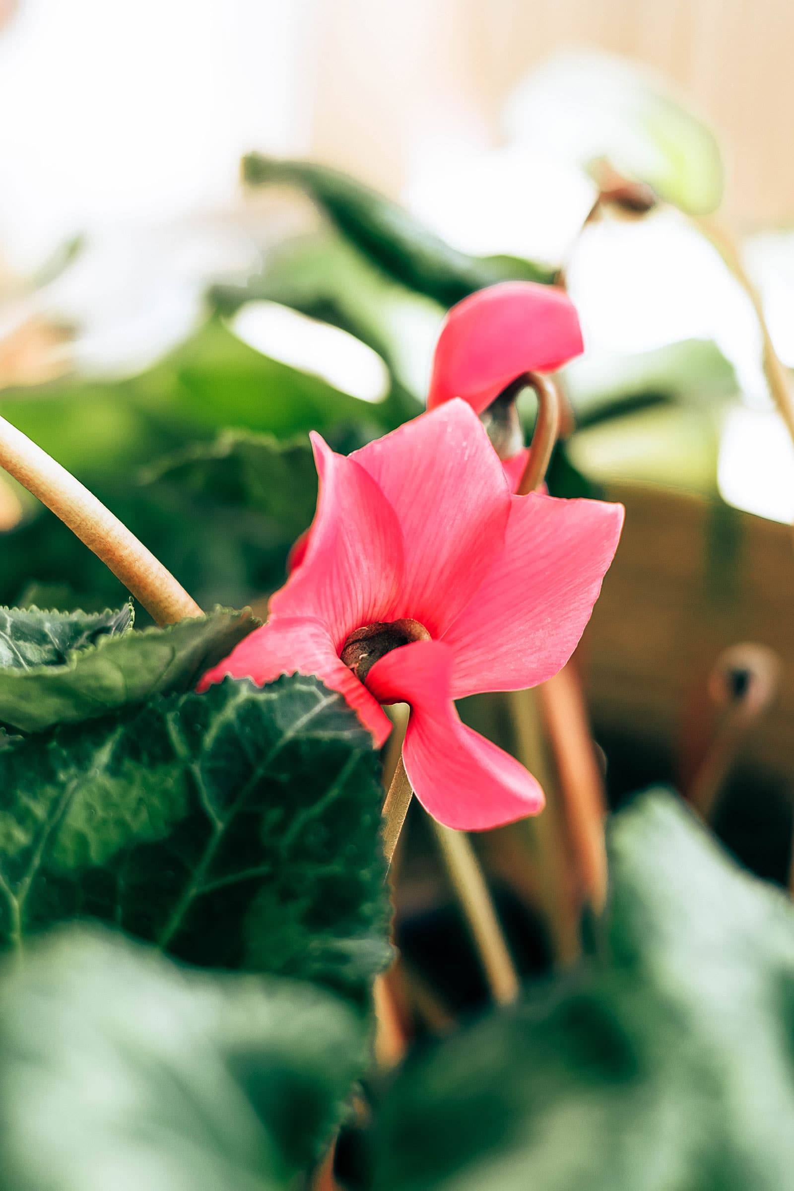 Close-up of a pink cyclamen flower with leaves out of focus in the foreground