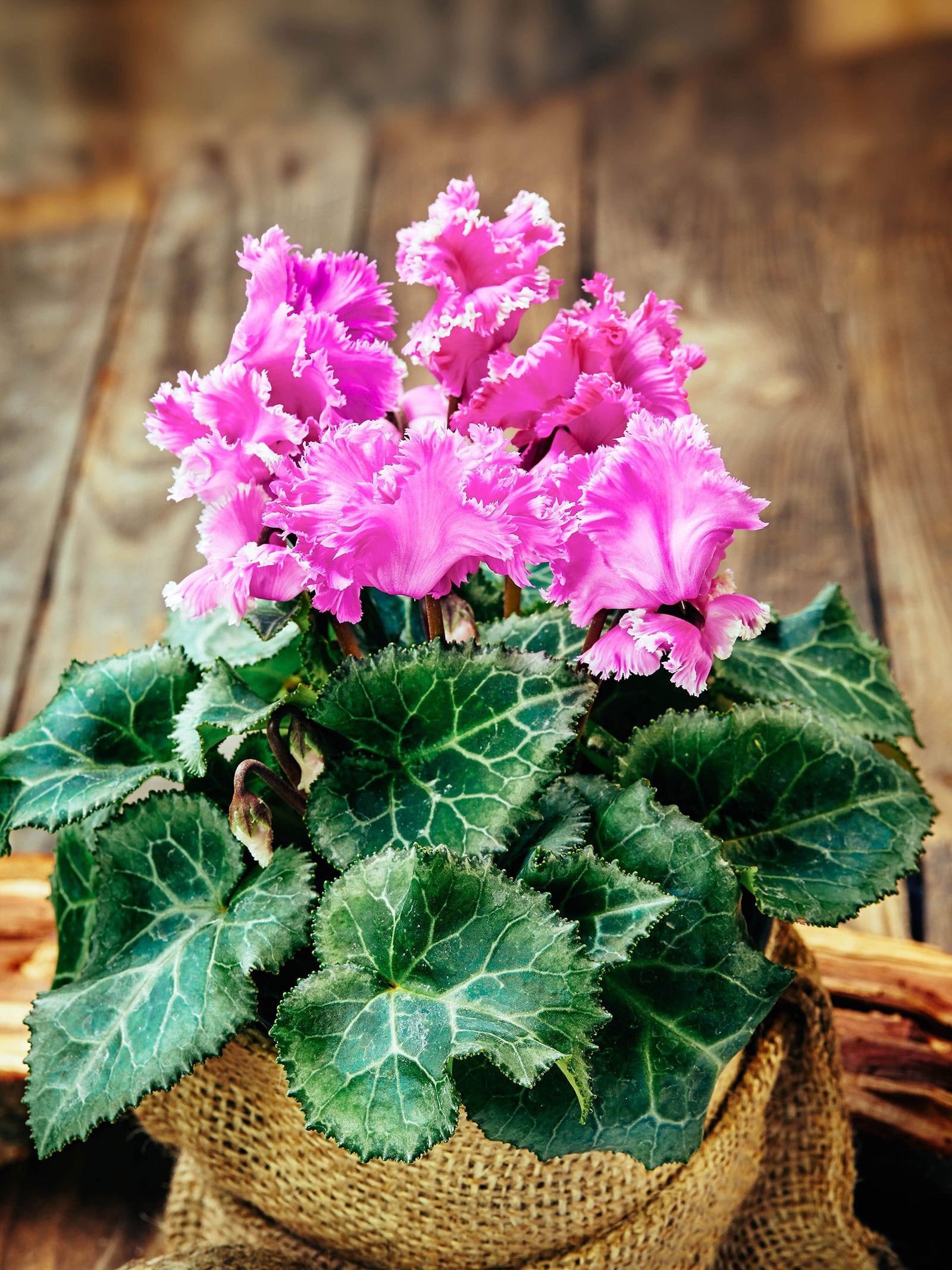 A bright pink cyclamen houseplant in a burlap-wrapped pot, shot against a rustic wooden background