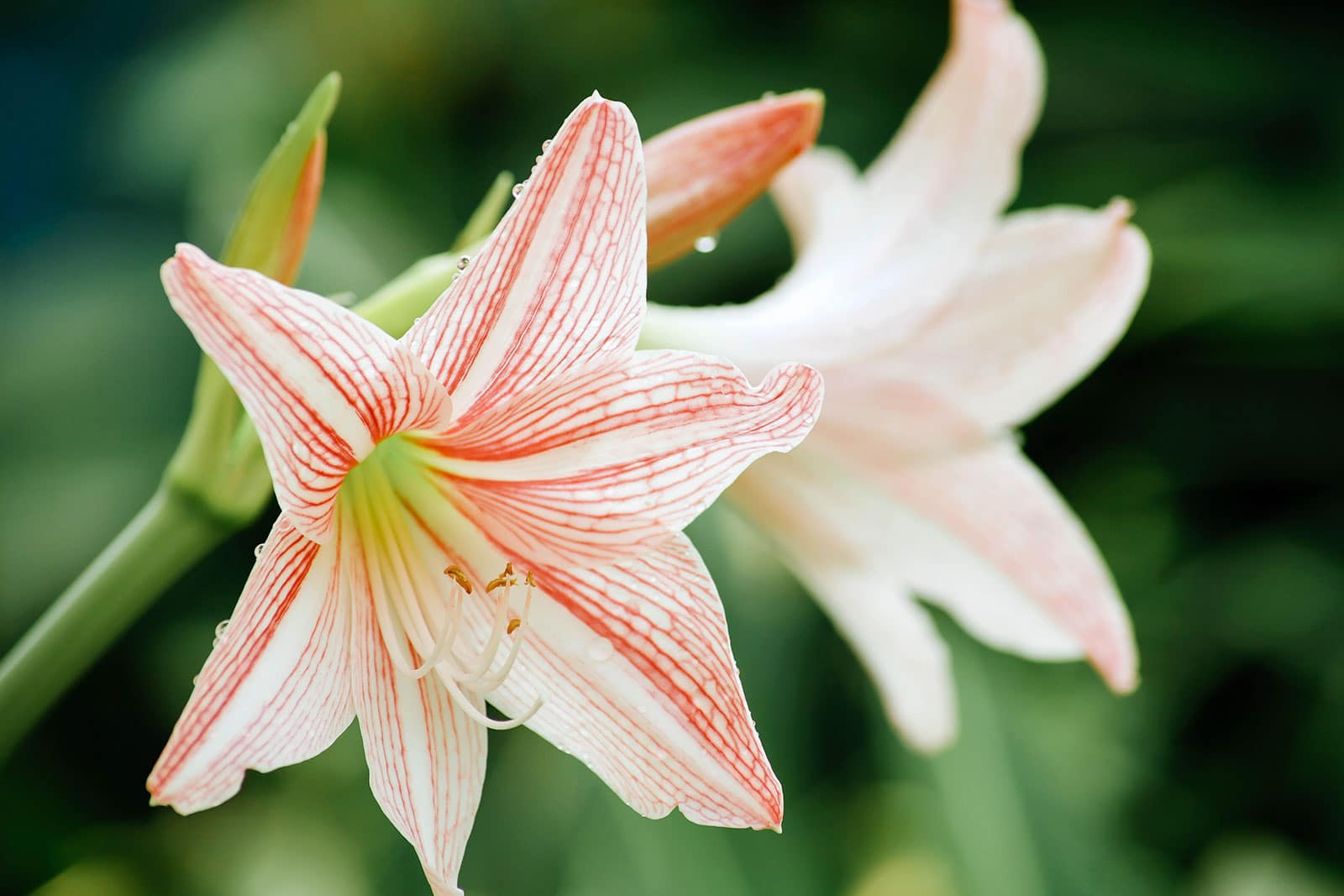 Close-up of white amaryllis flowers with red veins