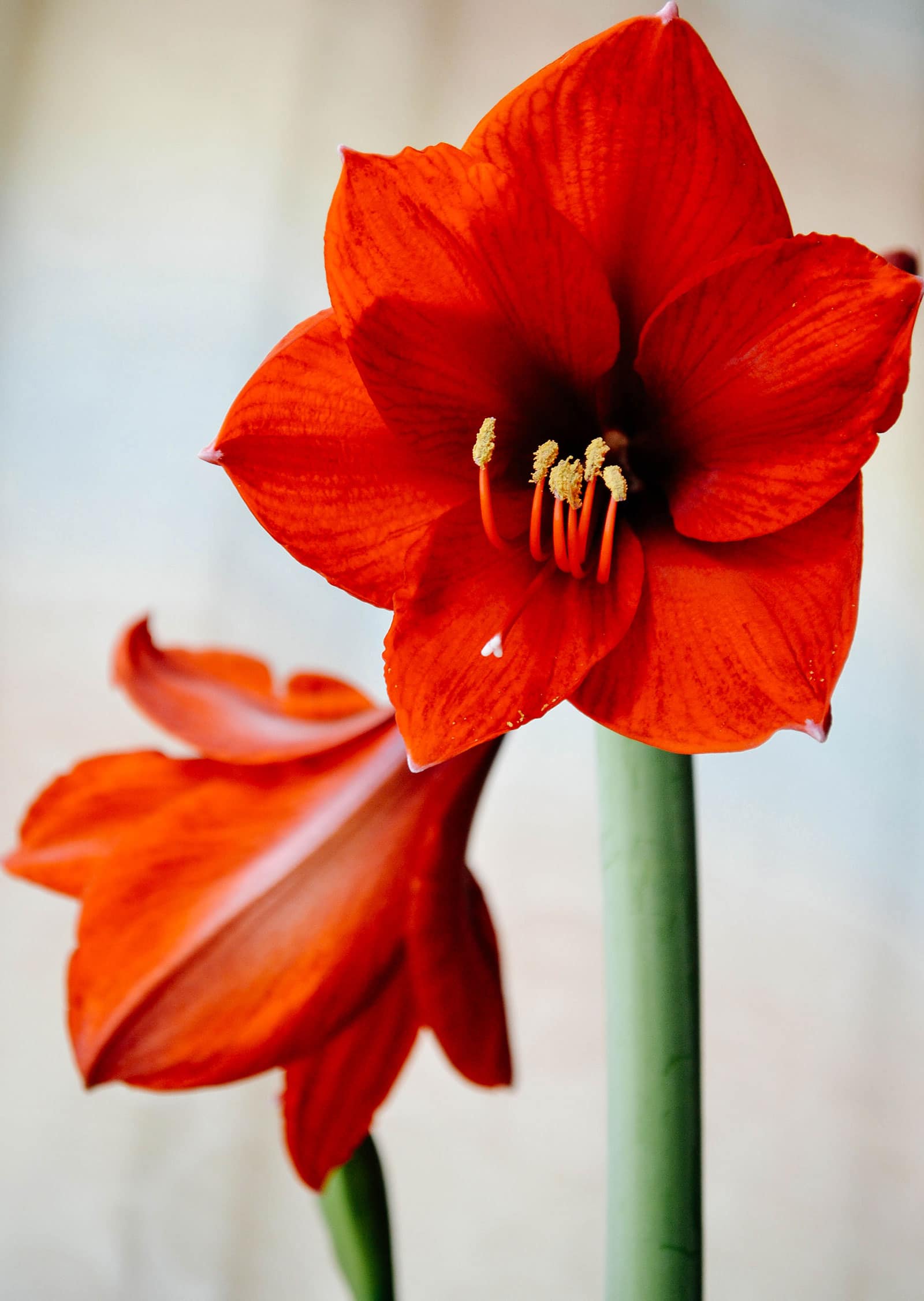 Close-up of classic red amaryllis flowers