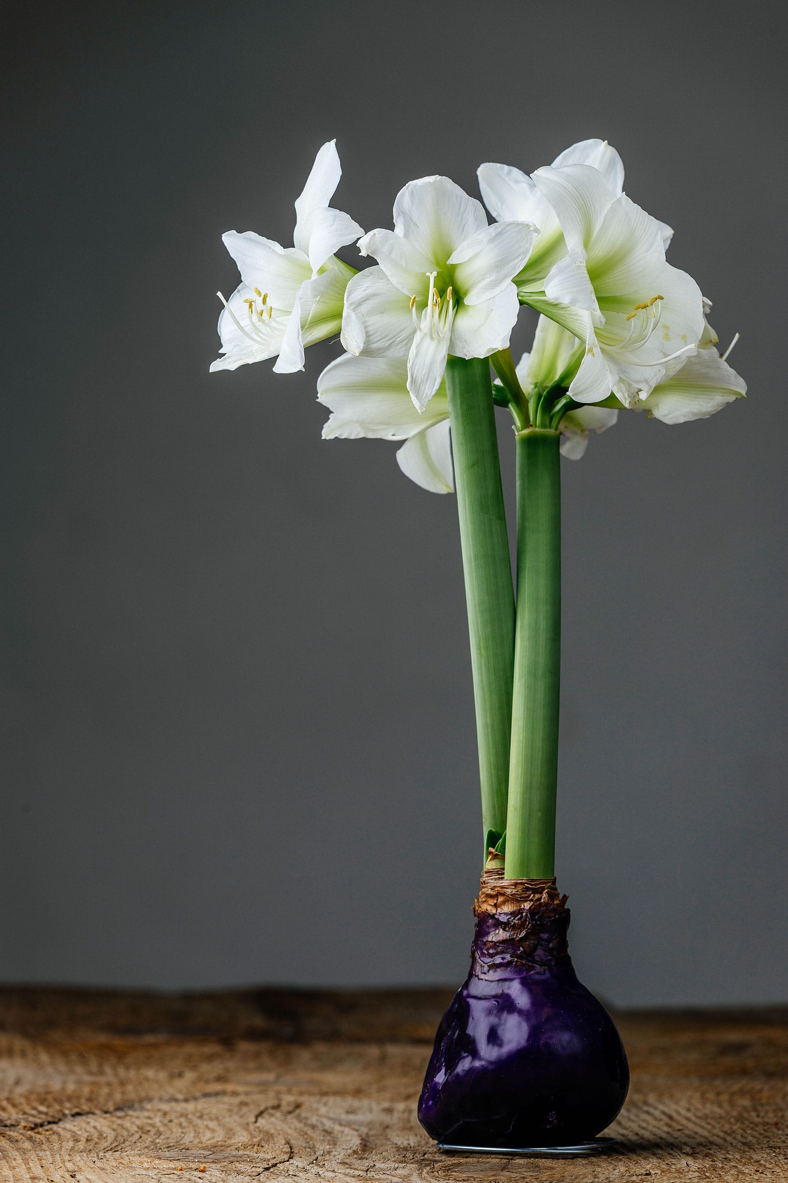 Waxed amaryllis bulb with white blooms on stout stems