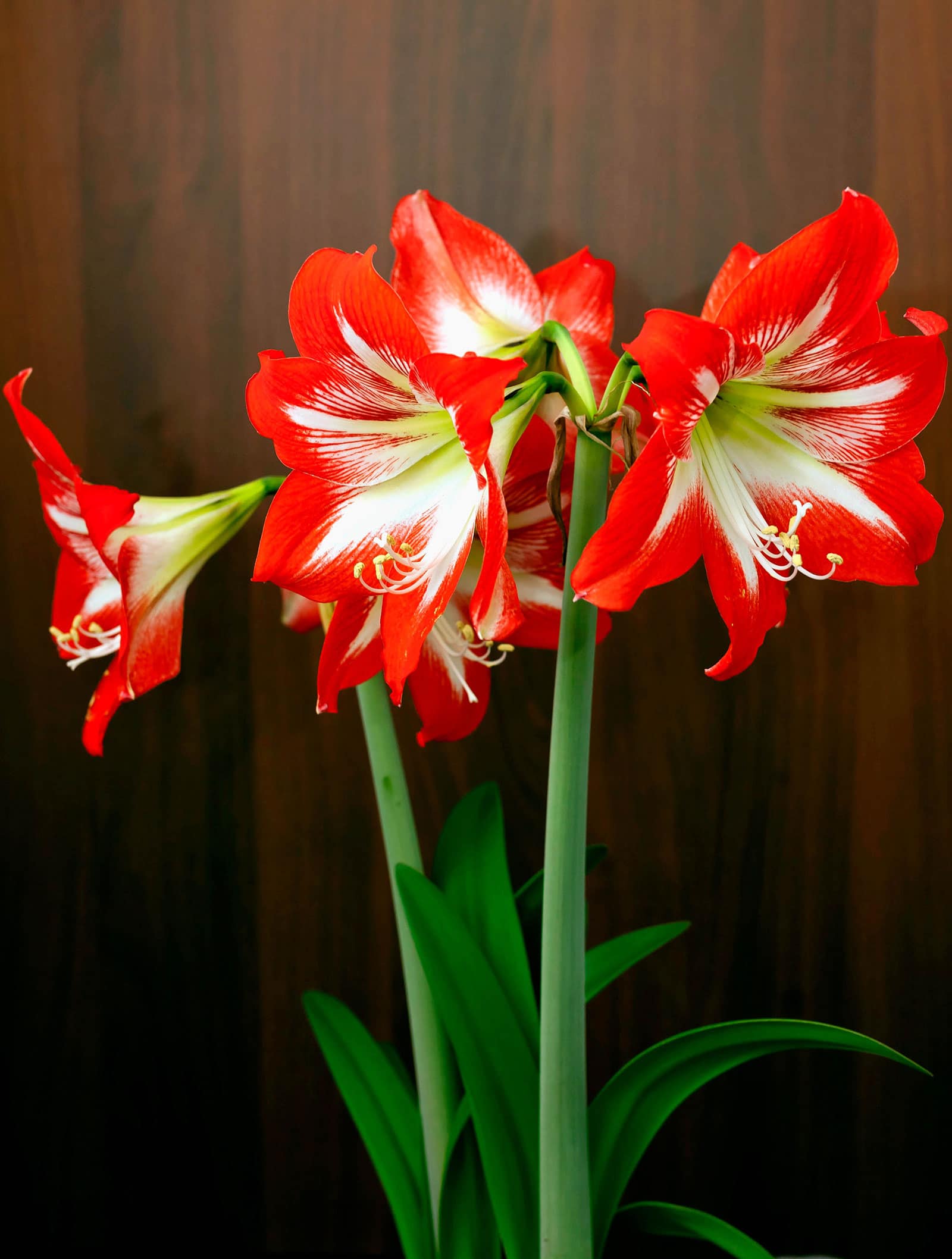 Bold red amaryllis flowers with white throats
