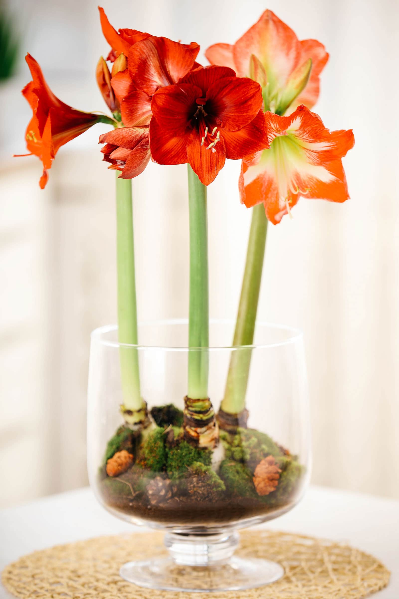 Three red amaryllis plants displayed in a glass vase in peat and moss potting medium