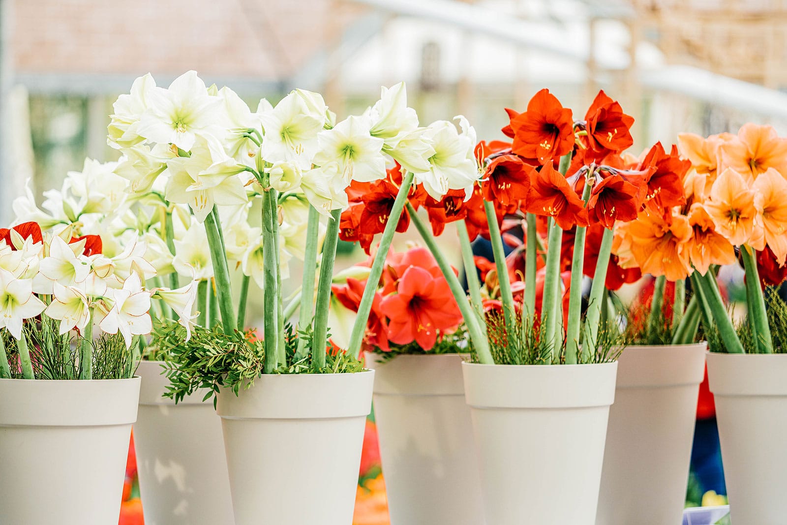 A variety of potted amaryllis (Hippeastrum) in white containers displayed for sale in a plant nursery