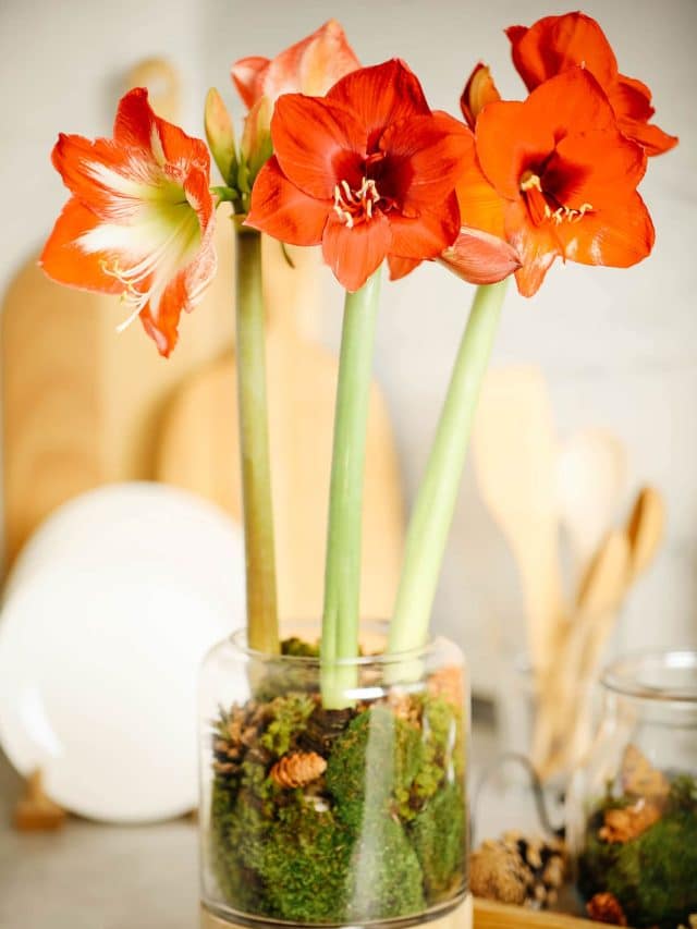 Grow amazing amaryllis: complete guide to caring for amaryllis (Hippeastrum)