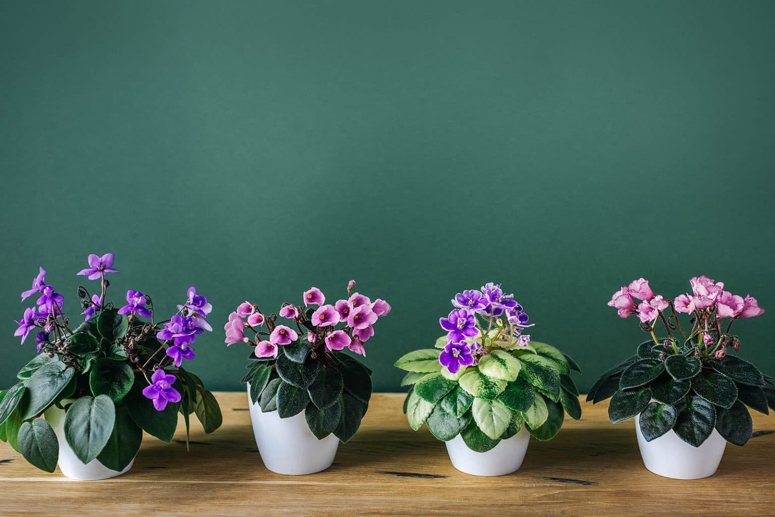 spacing your african violet plant the key to a beautiful and healthy garden