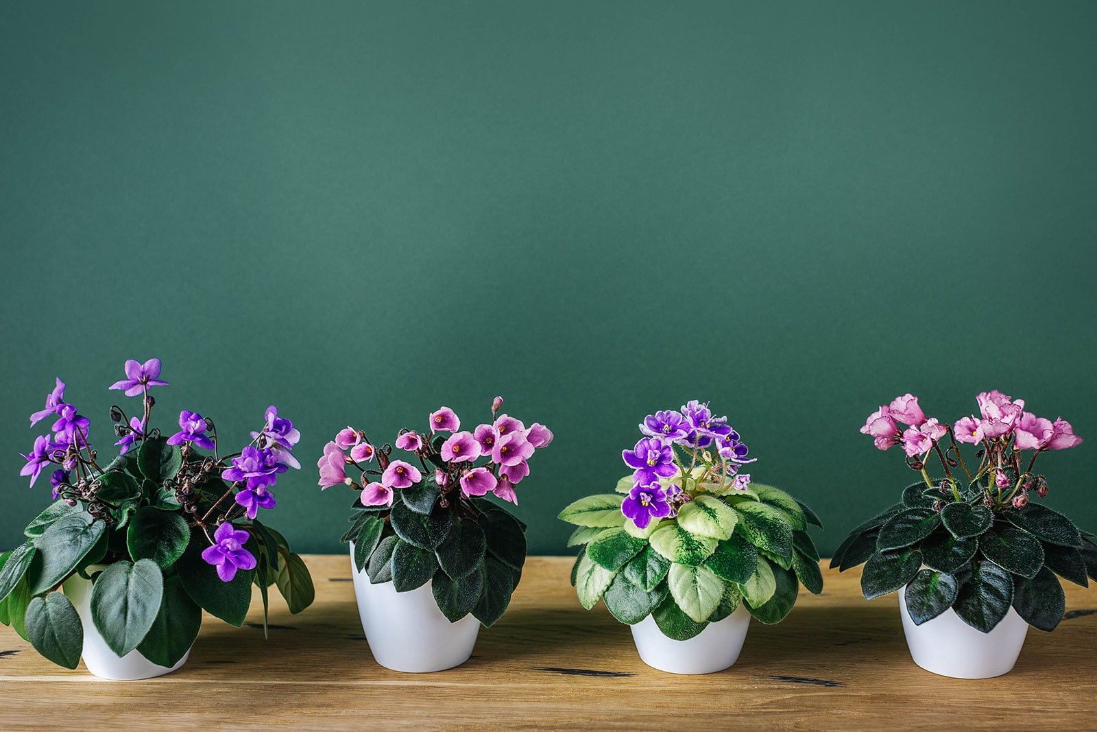 African violet care: easy guide to growing African violets and making them bloom