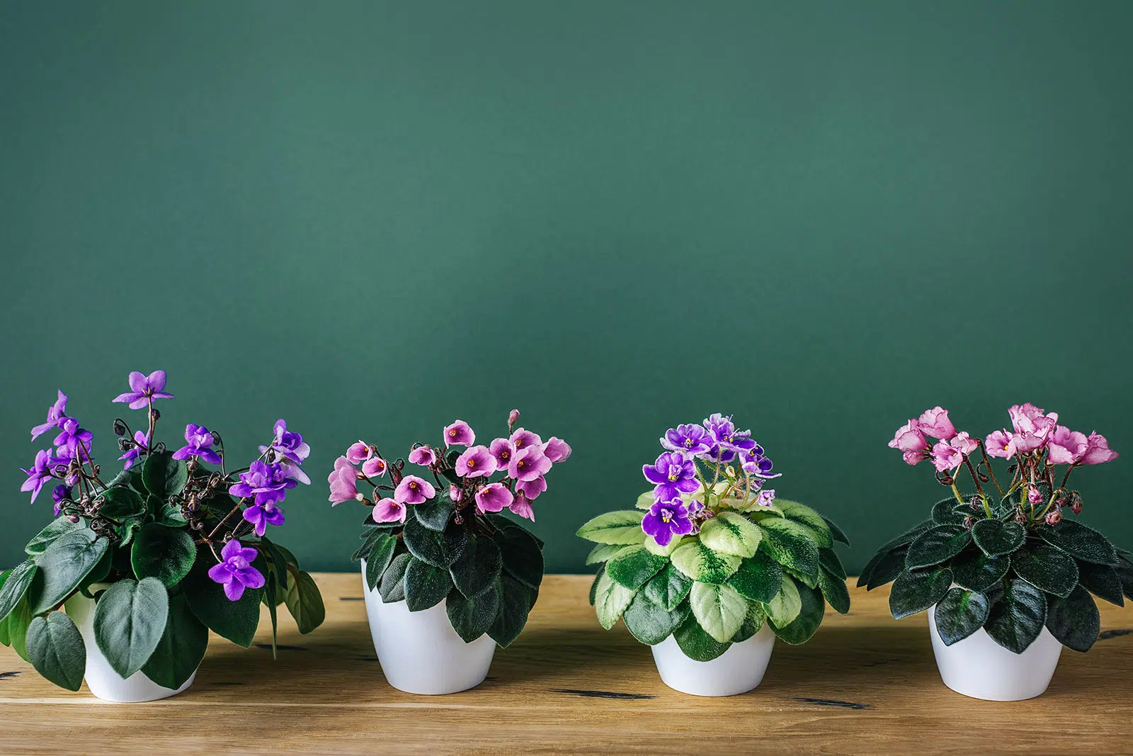 How To Care For African Violet (Saintpaulia)