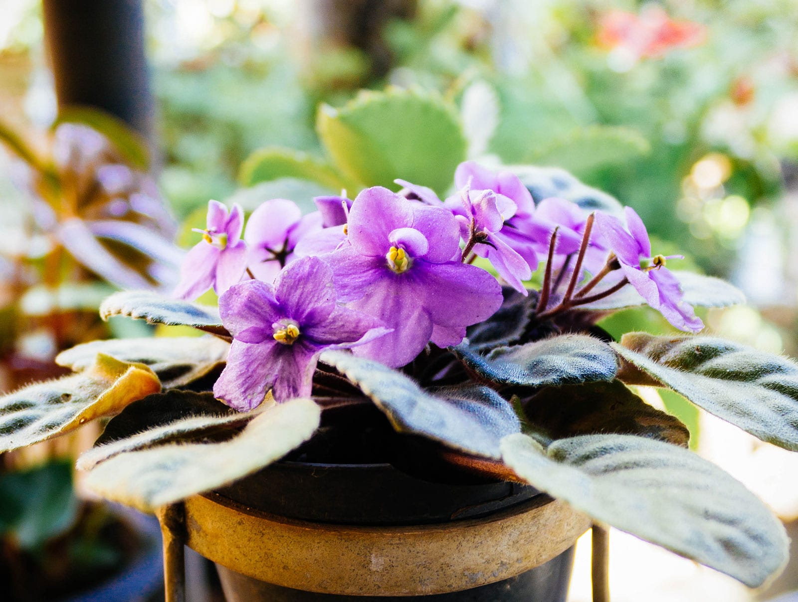 A purple African violet in a black and metal pot with other plants in the background