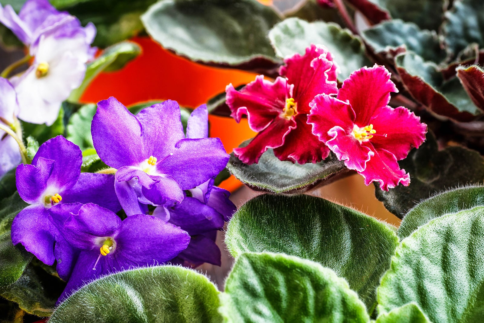 African violet with purple pansy flowers next to an African violet with frilled crimson flowers