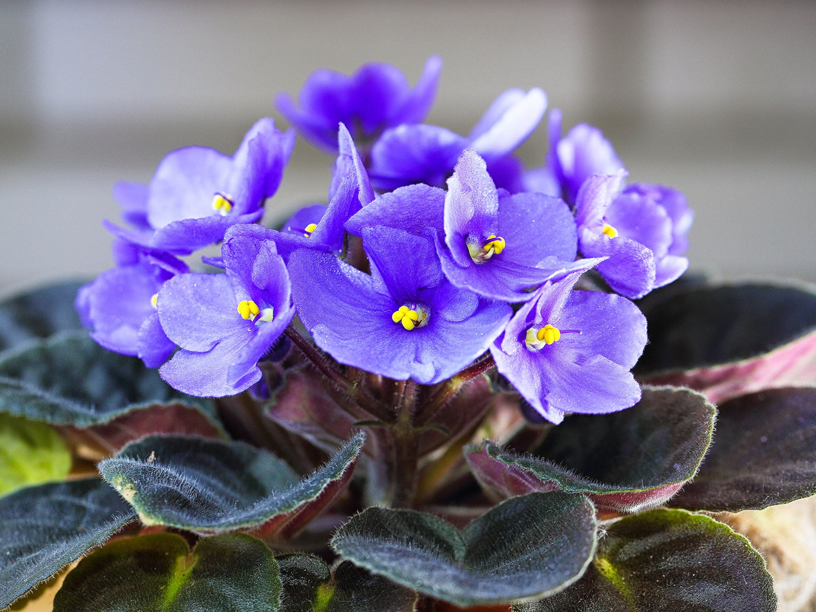 Saintpaulia plant in bloom with bluish-purple flowers