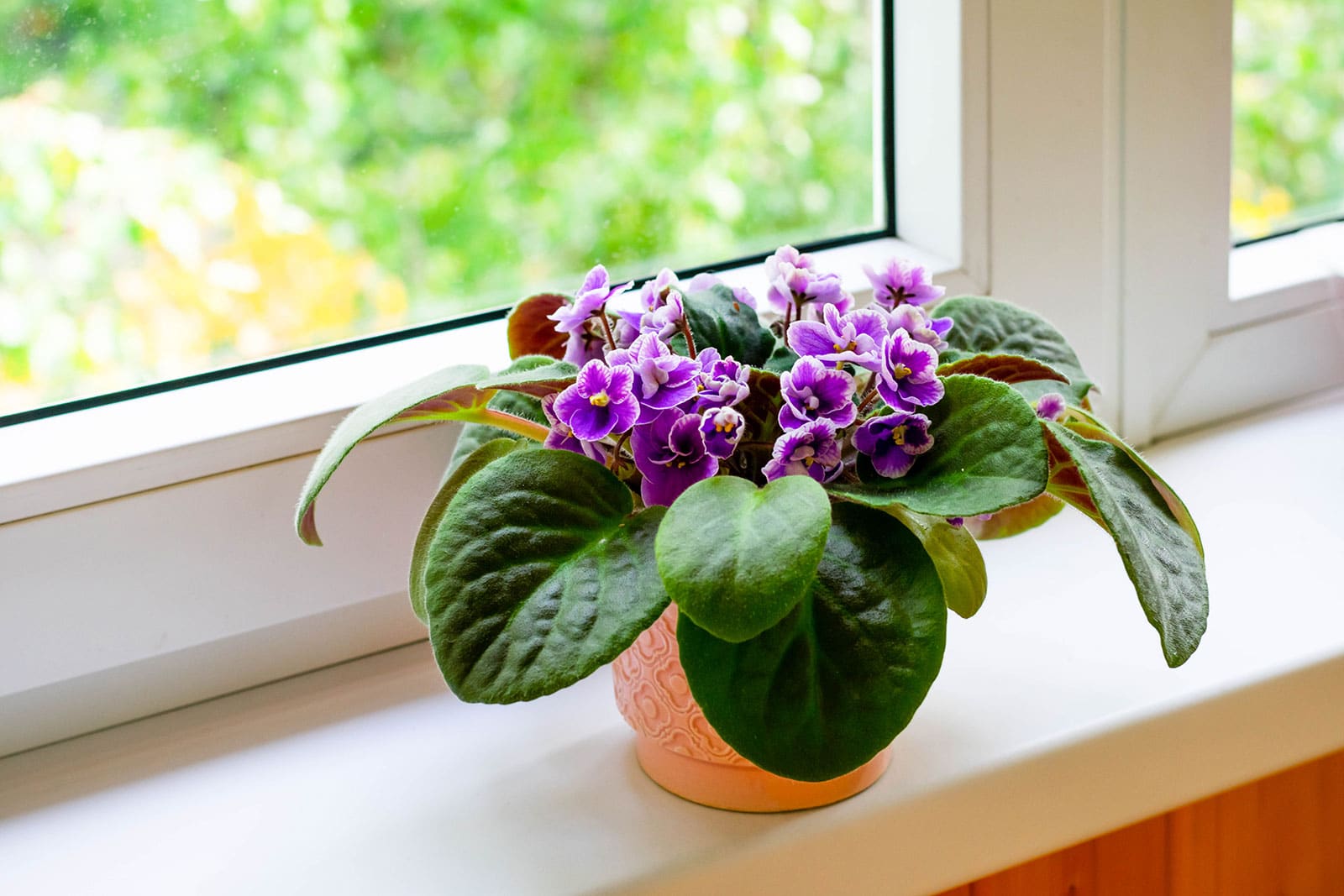 Purple African violet plant in an orange decorative pot on a sunny windowsill