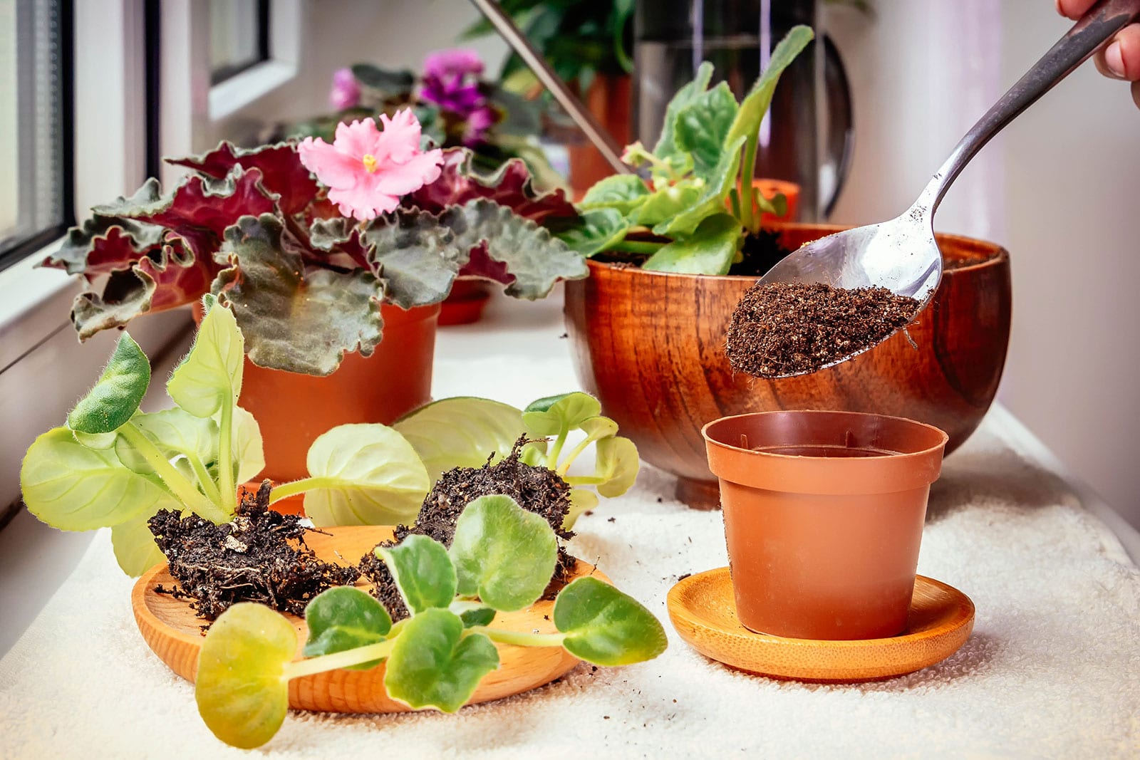 Scene showing the process of dividing and repotting African violet plantlets next to a window, with potted plants, a spoon scooping soil, and a plastic container with bamboo saucer