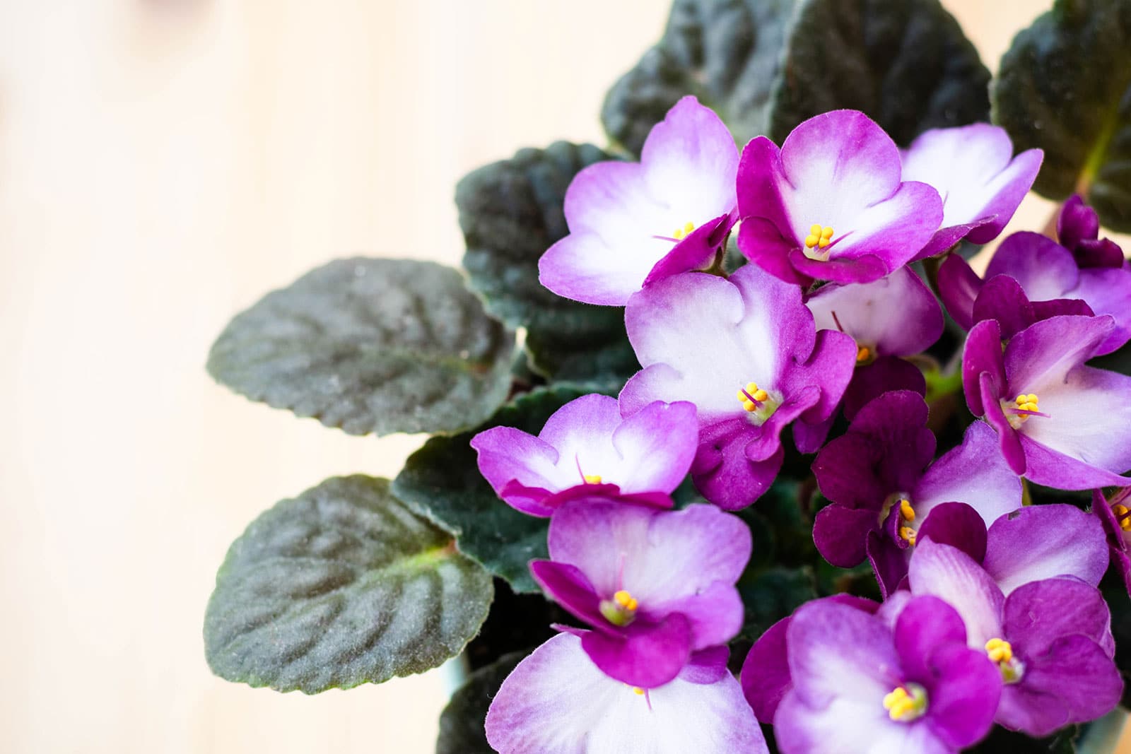 Close-up of purplish-pink and white African violet flowers with tiny yellow centers