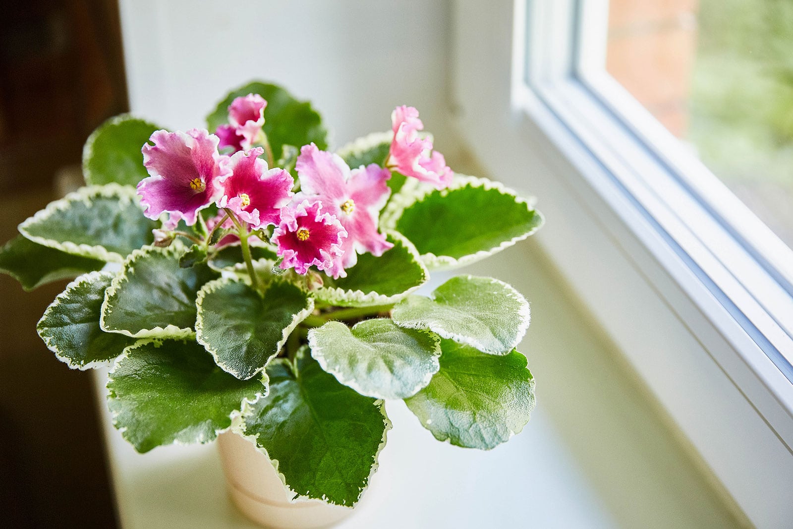 African violet houseplant with ruffled pink flowers in a white pot sitting on a sunny windowsill