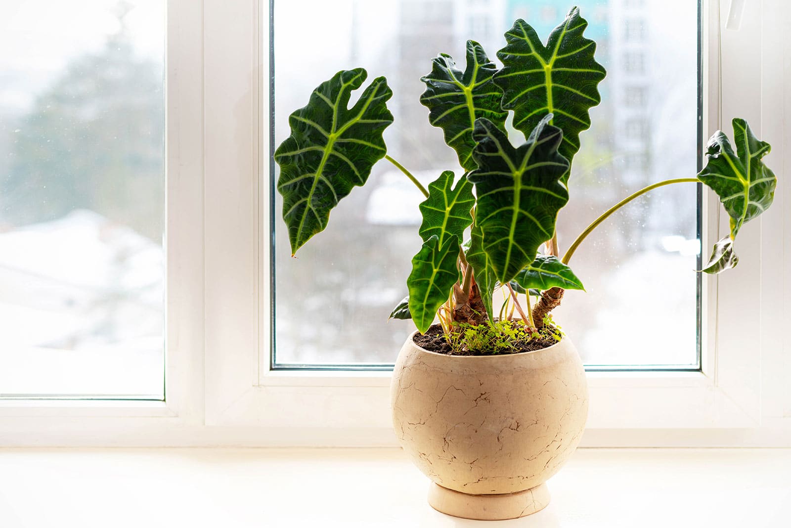 Beginner's guide to caring for Alocasia Polly (African mask plant)