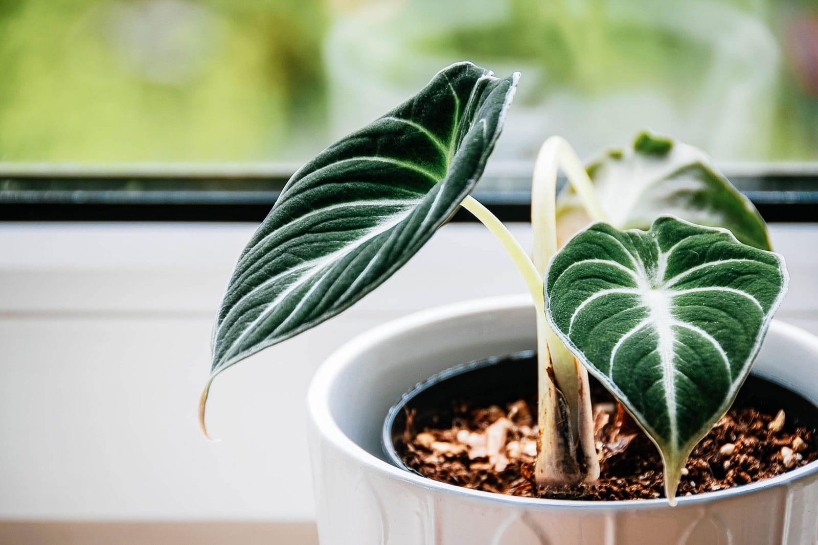 Young Alocasia reginula 'Black Velvet' plant in a white pot next to a sunny window
