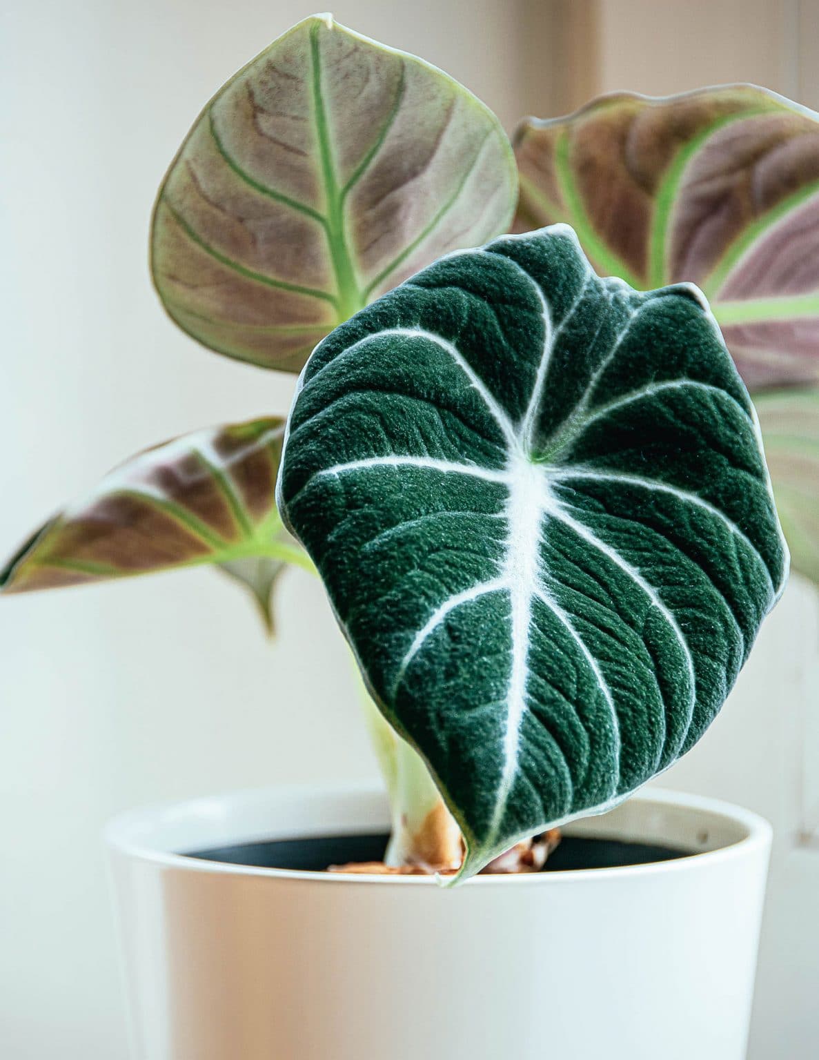 23 Gorgeous Alocasia Varieties to Grow at Home – Garden Betty