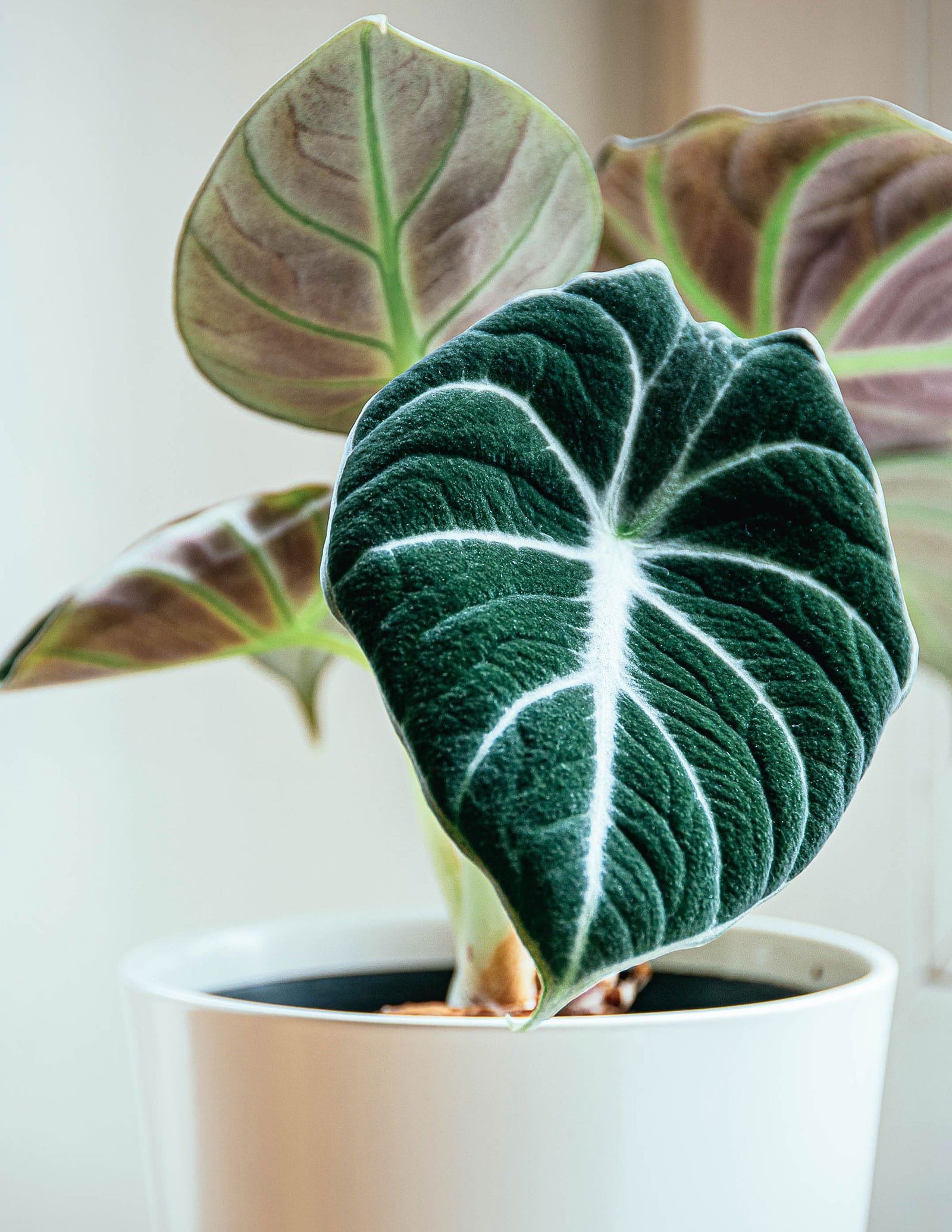 Alocasia reginula 'Black Velvet' plant featuring deep green leaves with white midribs