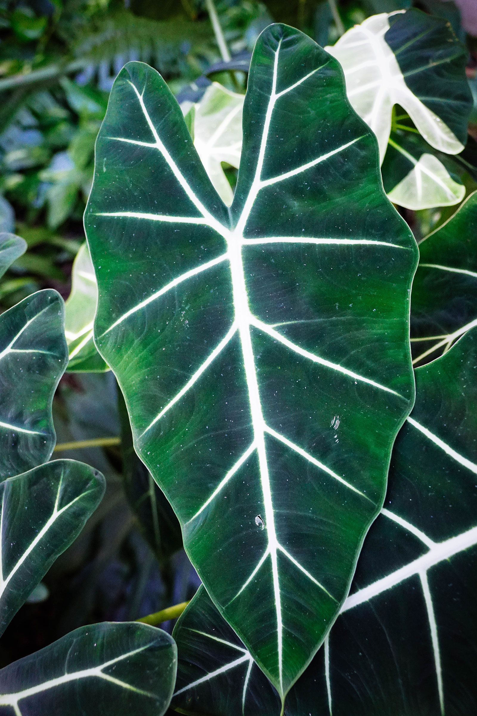 Close-up of Alocasia micholitziana 'Frydek' leaf