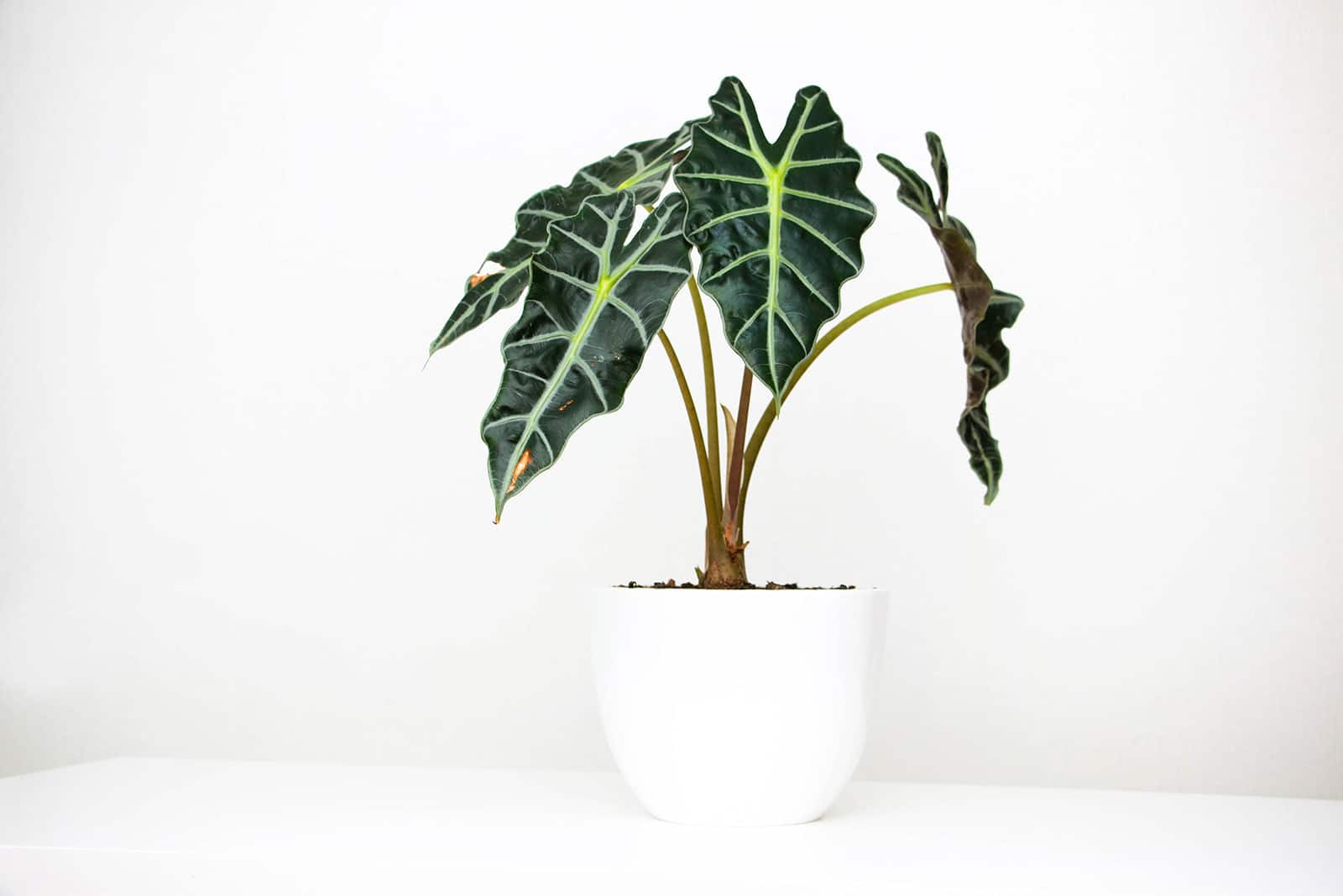 Alocasia amazonica 'Polly' houseplant in a modern white pot set on a white table against a white background