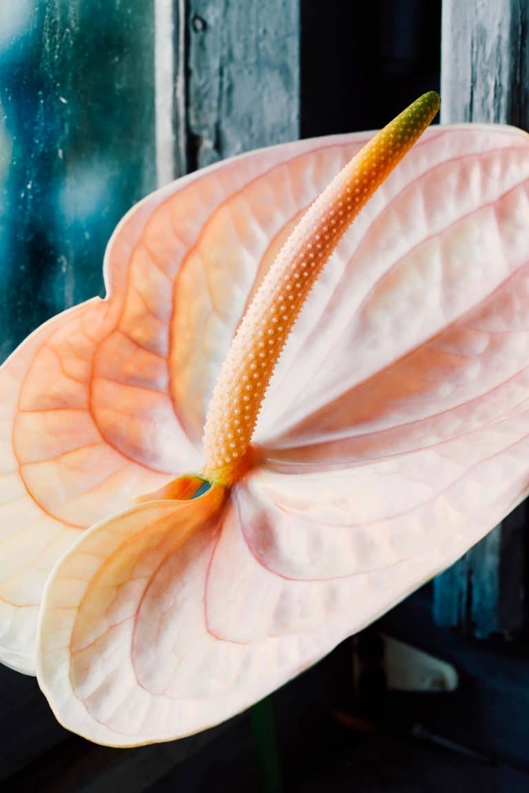 A Fuss-Free Guide to Anthurium Care (Flamingo Flower)