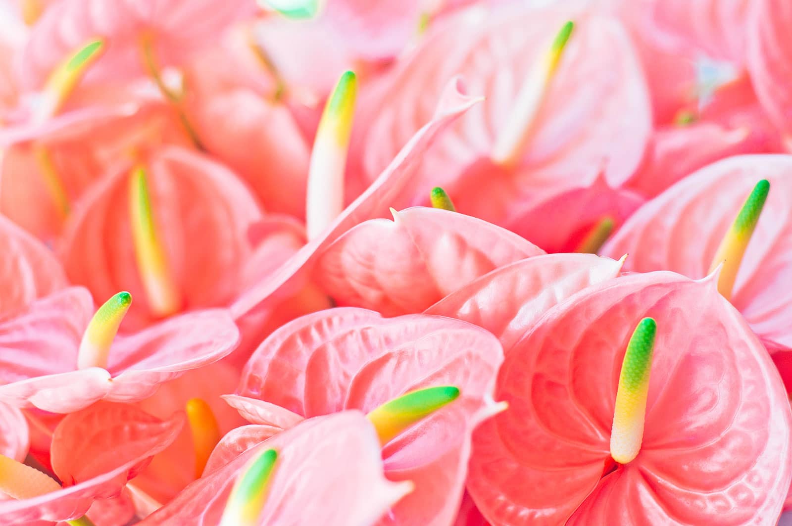 Cluster of bright pink Anthurium flowers