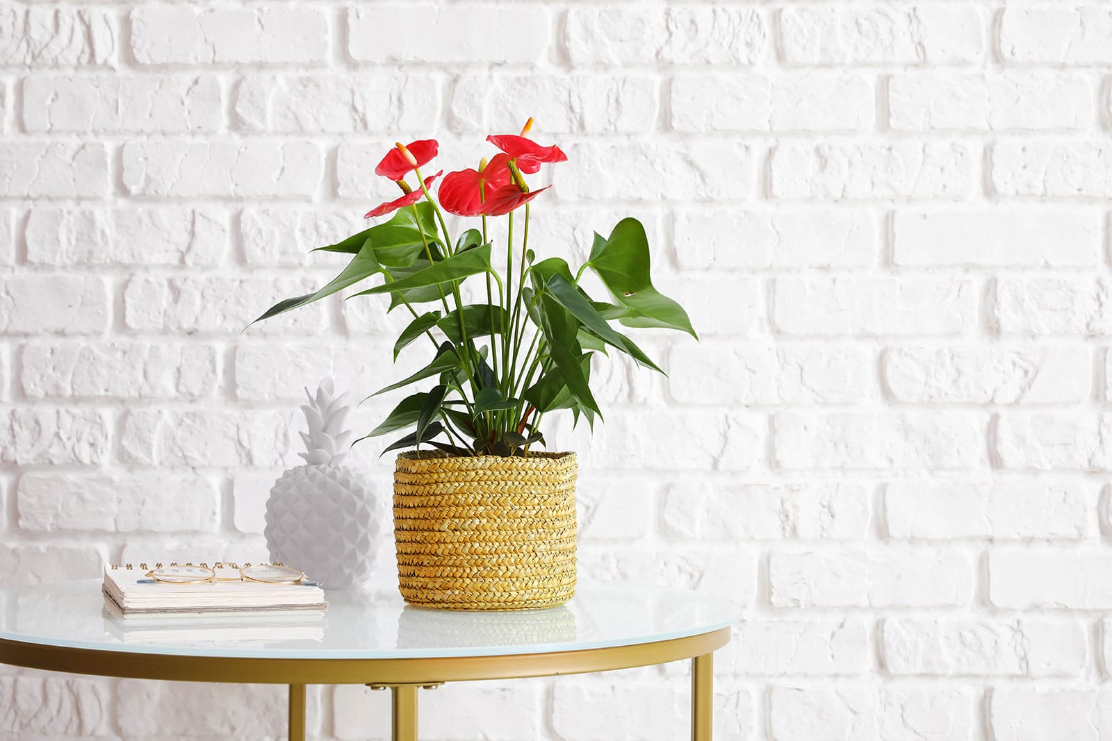 Red Anthurium (flamingo lily) houseplant in a woven straw basket with a painted white brick wall in the background