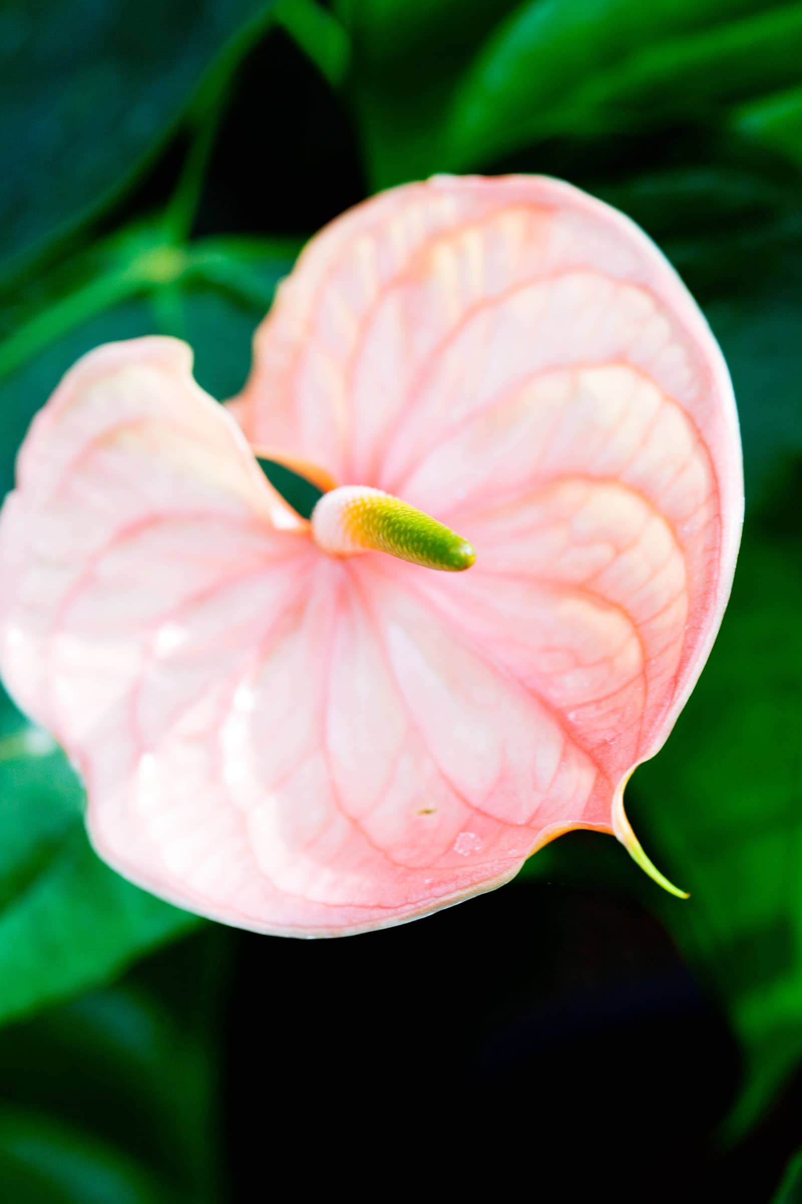 Light pink Anthurium andraeanum flower close-up featuring a long green and white spadix