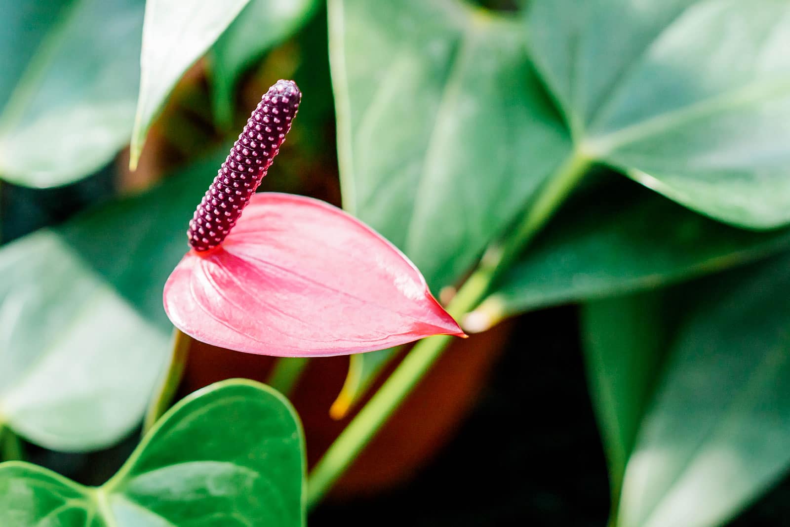 Anthurium plant (flamingo lily) with waxy pink flower