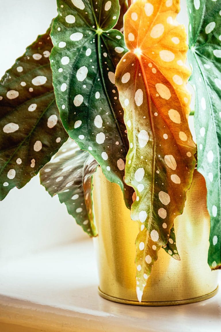 Beginner’s Guide to Begonia Maculata: How to Grow Gorgeous Polka Dot Begonias
