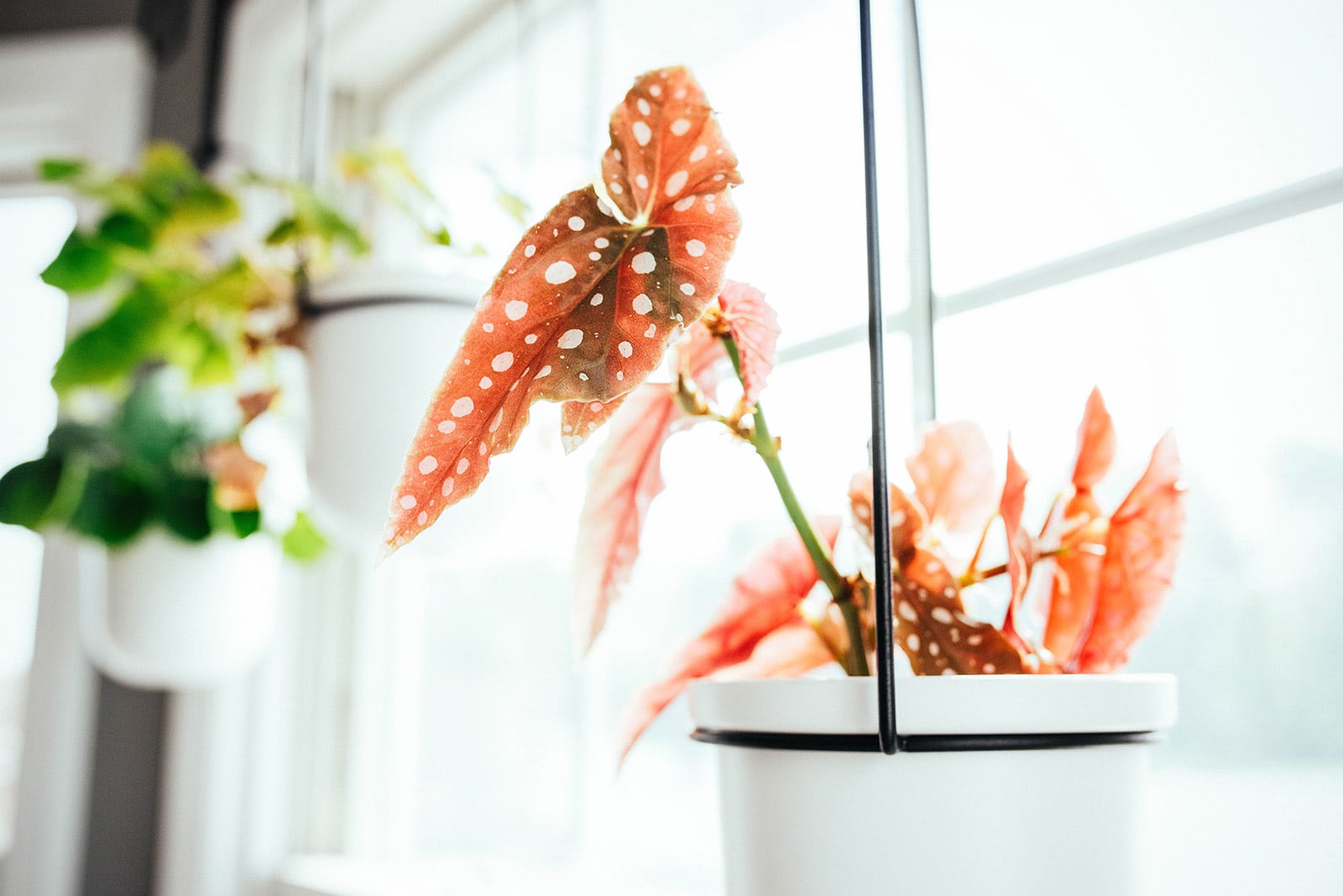 PInk spotted Begonia maculata plant in a white pot hanging in front of a window