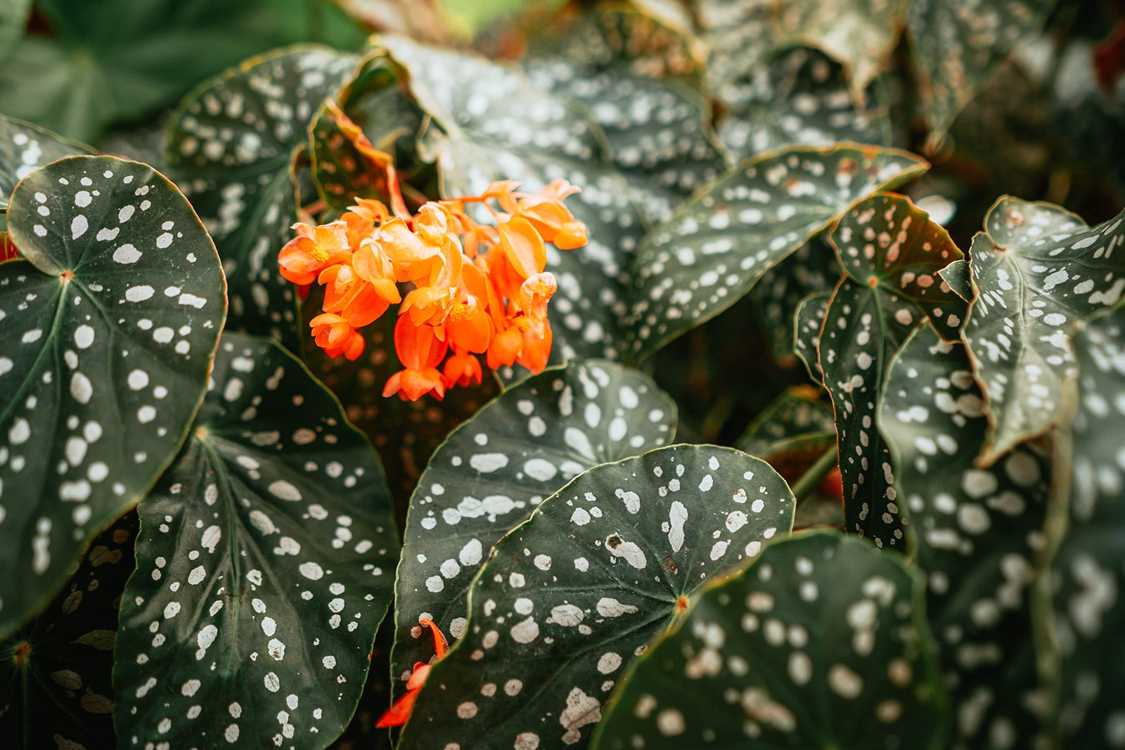 Begonia maculata plant (trout Begonia) wiwth deep green spotted leaves and orange flowers