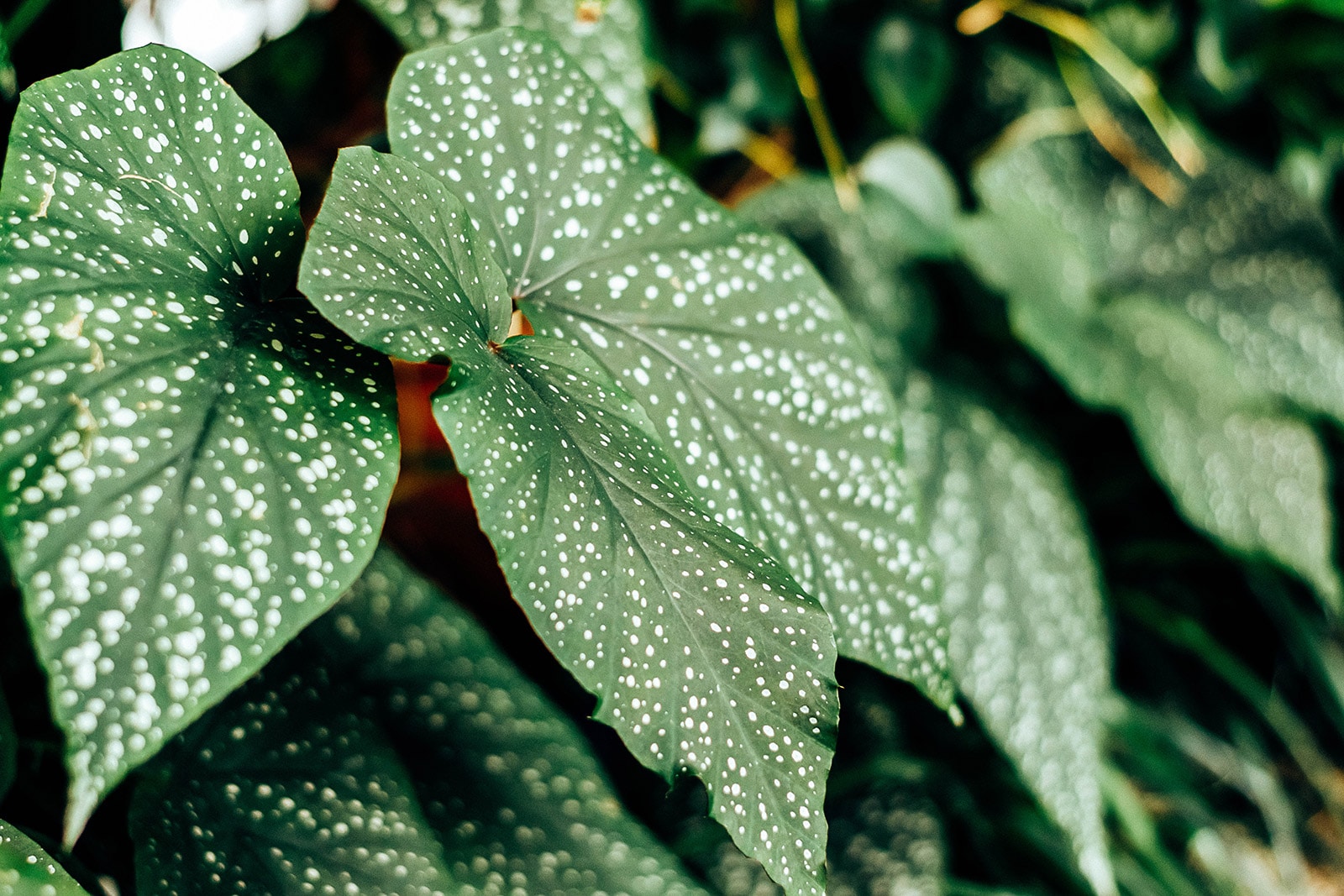 Close-up of polka dot Begonia plant with small silver dots all over its leaves