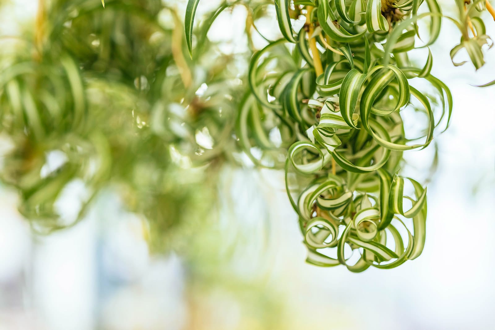 Close-up of curly pups (plantlets or spiderettes) dangling off a spider plant