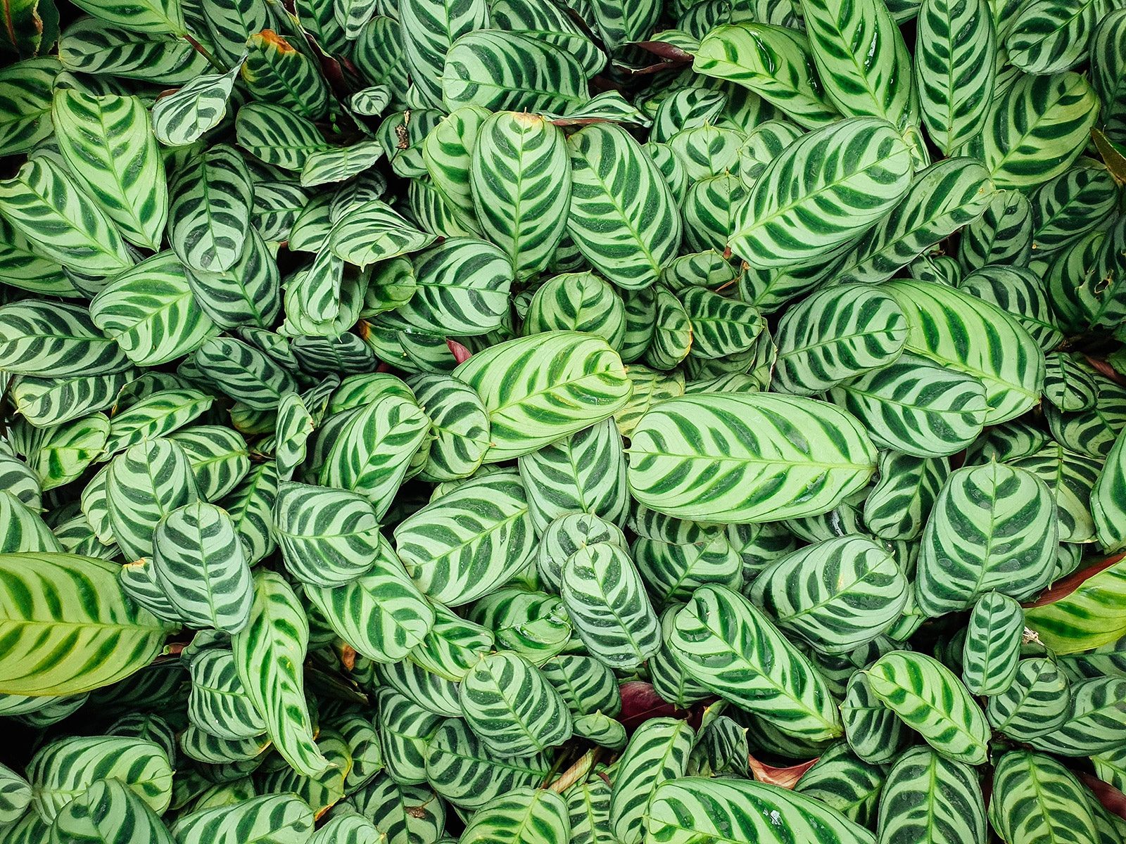 Overhead view of ctenanthe leaves showing their characteristic fishbone pattern