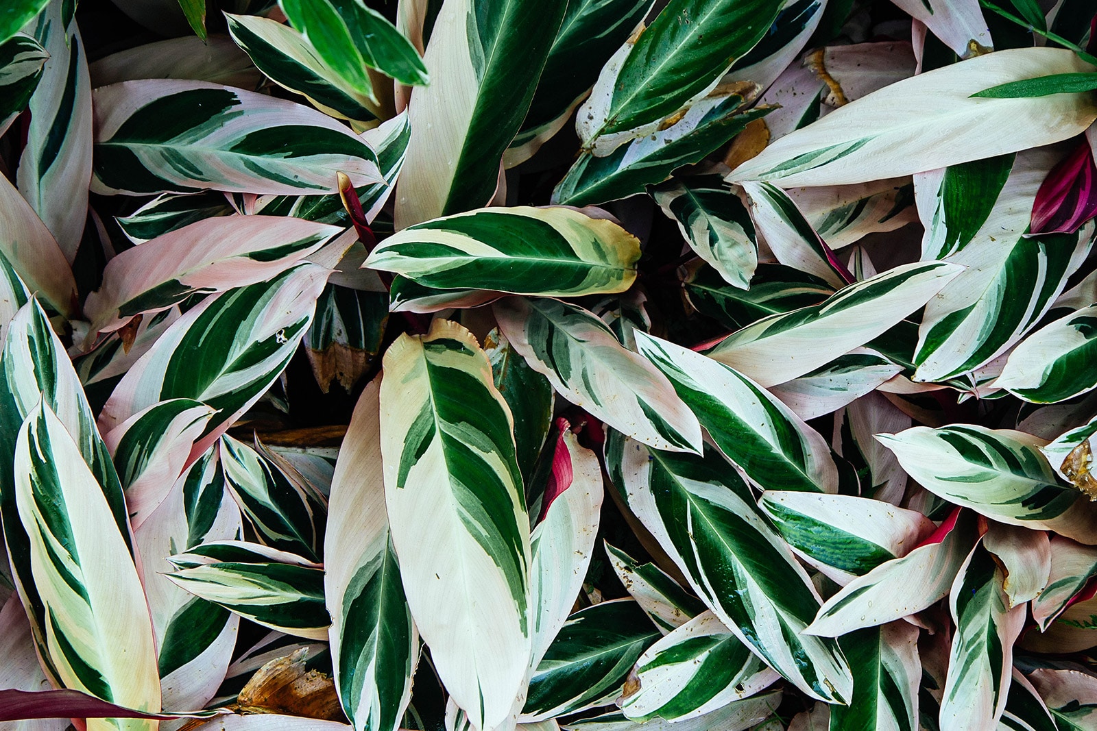 Ctenanthe oppenheimiana 'Tricolor' foliage showing dramatic splashes of green and pink against white leaves
