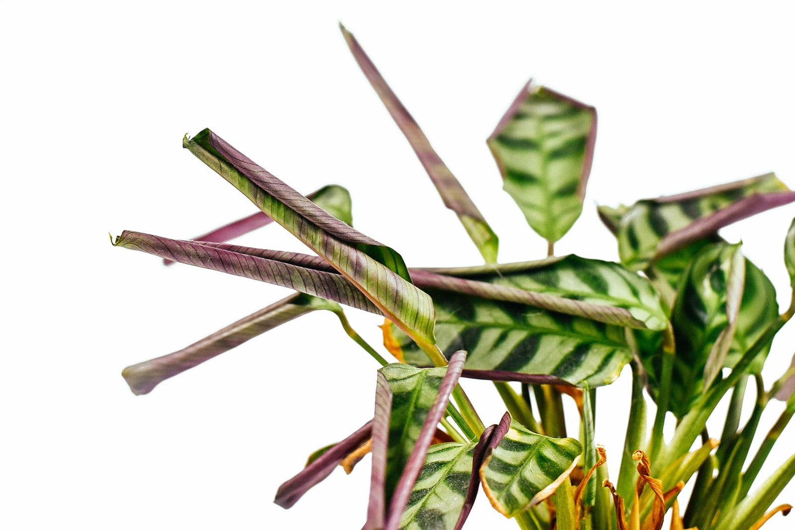 Underwatered Ctenanthe plant showing thirst with curled and rolled up leaves
