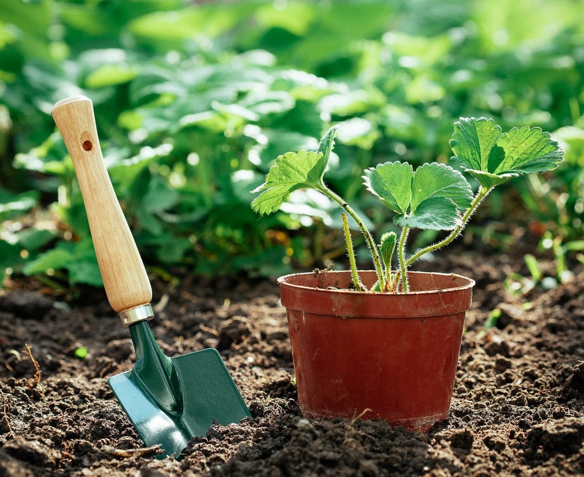 How Far Apart to Plant Strawberries for the Biggest, Juiciest Berries ...