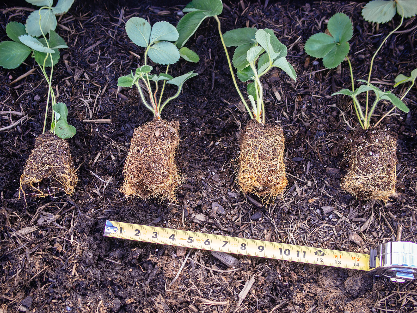 Four strawberry plants spread out on the soil with a yellow tape measure underneath them