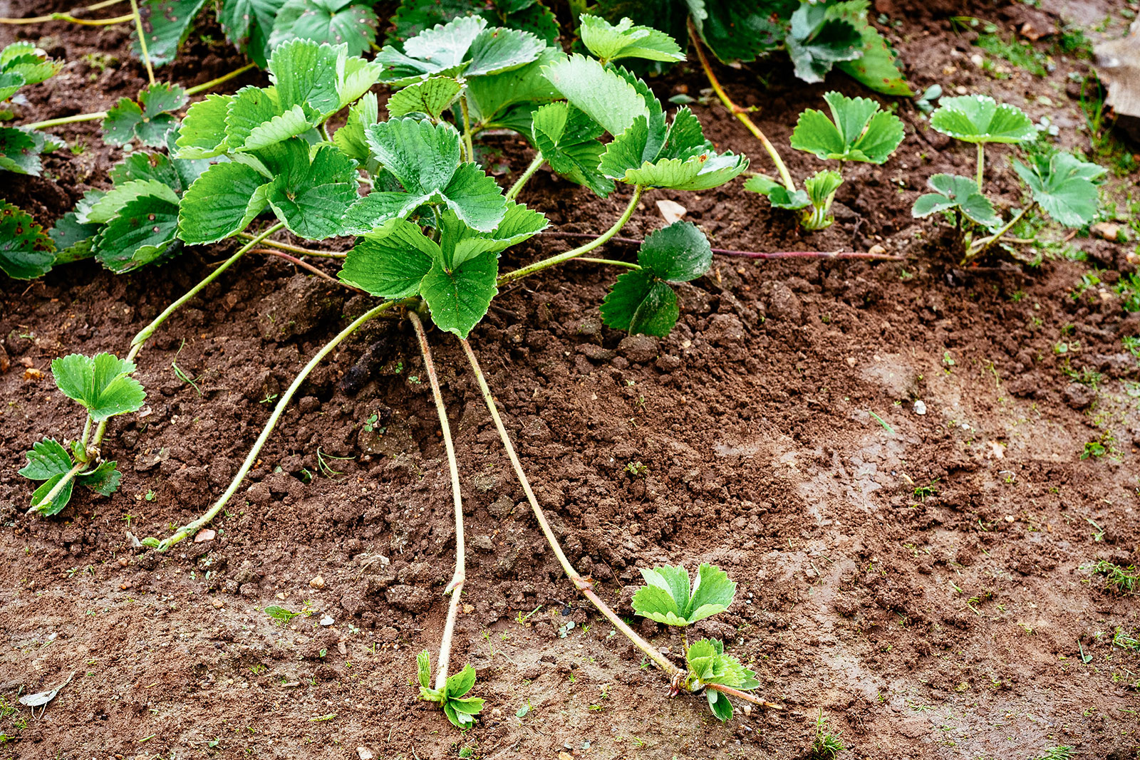 Strawberry plant with several runners (plantlets) sprawled across the soil
