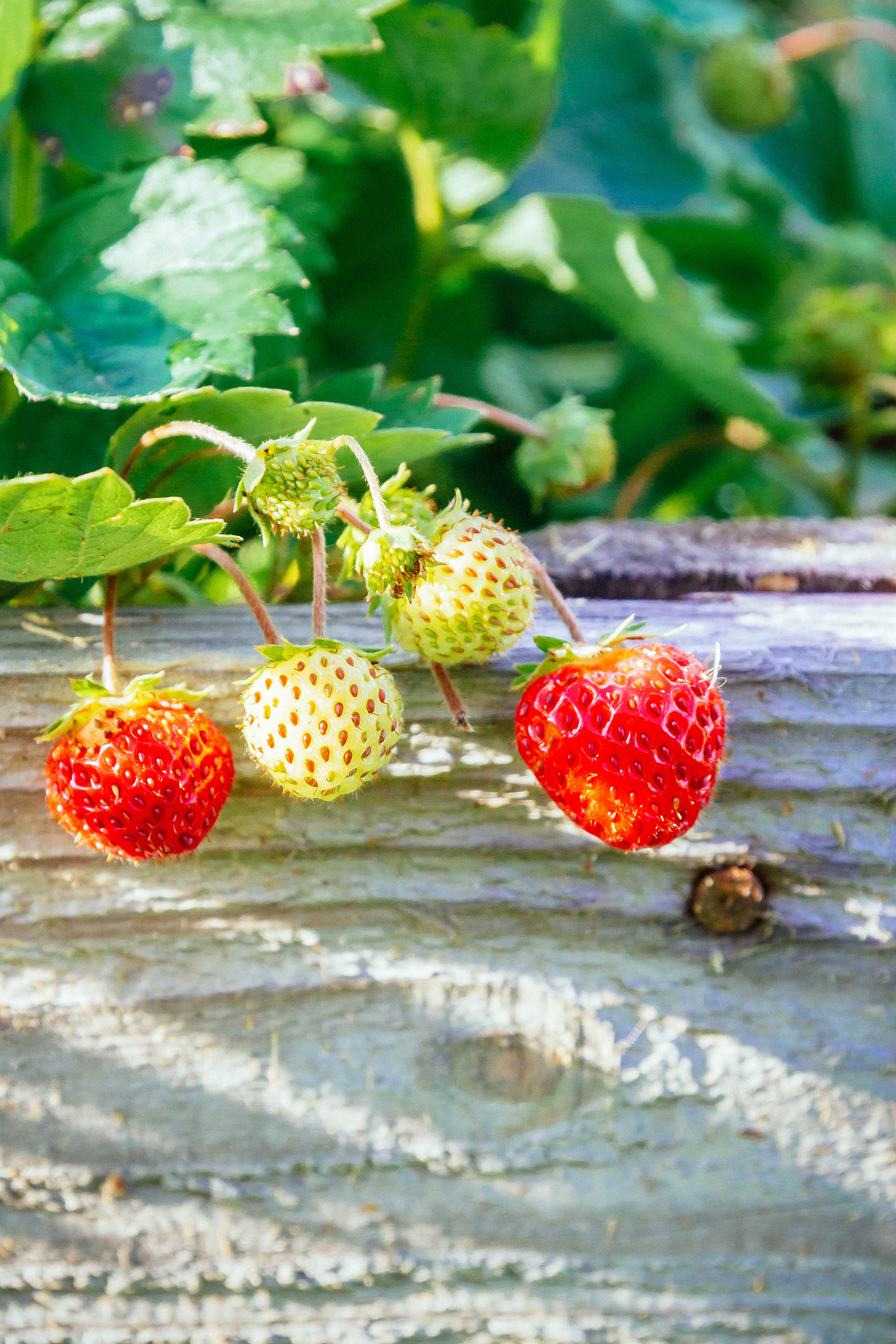 Close-up of four strawberries in varying stages of ripeness hanging over a wooden garden bed ledge
