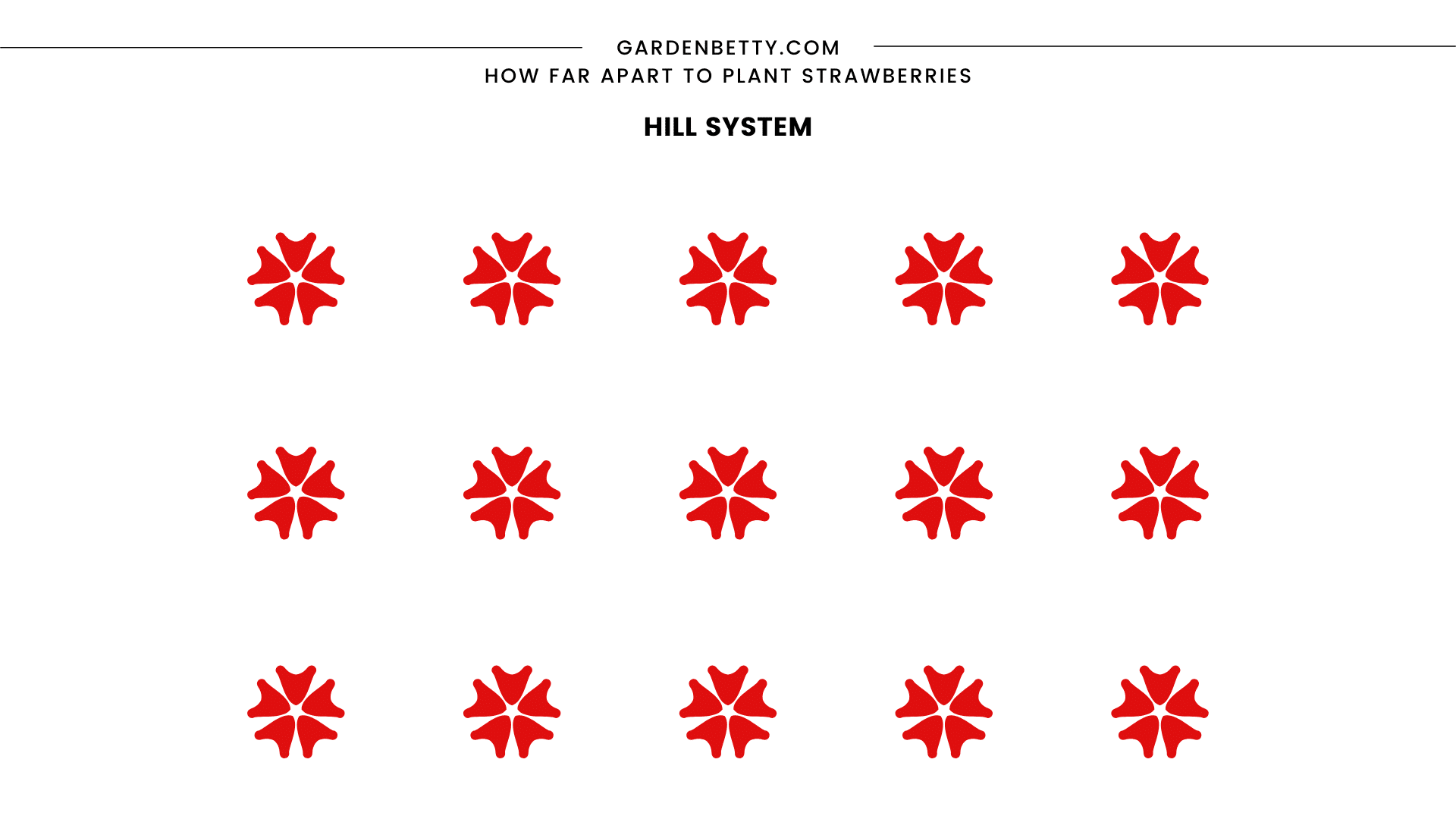 Illustration showing the hill system of spacing and planting strawberries