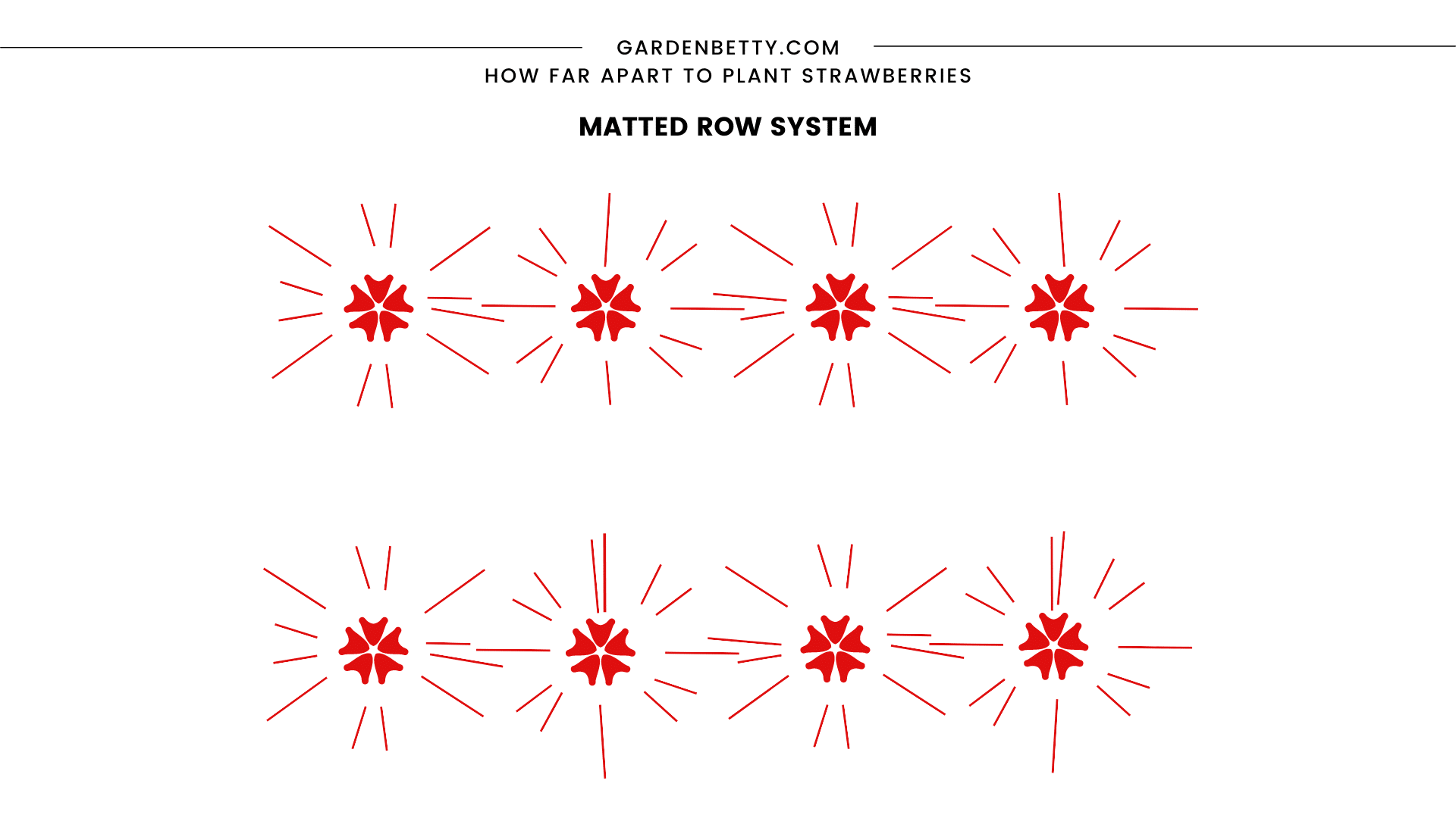 Illustration showing the matted row system of spacing and planting strawberries