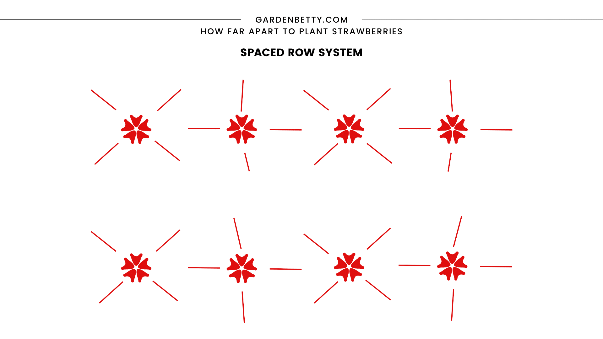 Illustration showing the spaced row system of spacing and planting strawberries