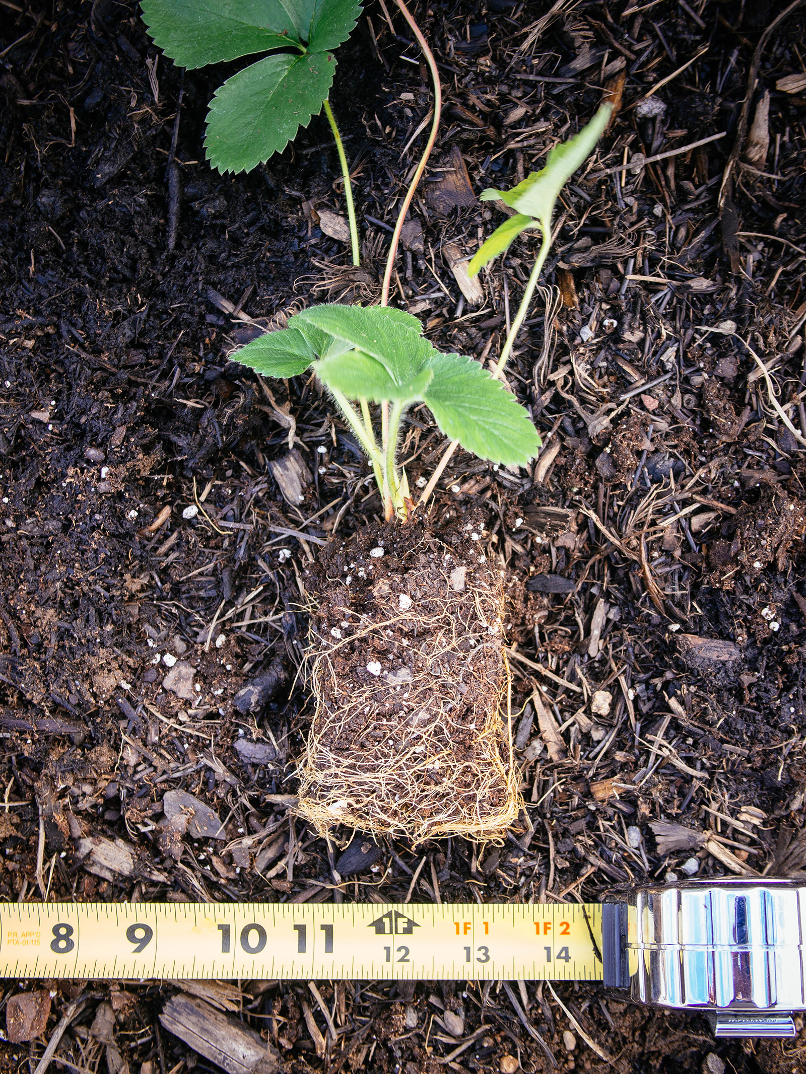 Strawberry seedling placed on the soil with a yellow tape measure underneath it