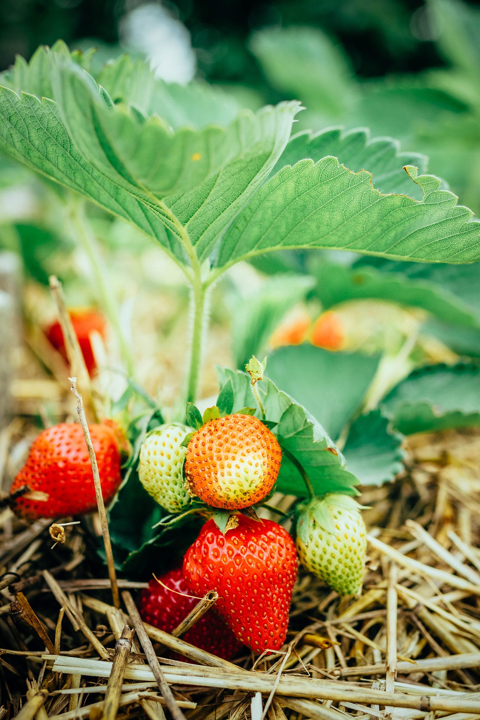 Strawberry plant bearing ripe and unripe berries, with straw mulch underneath them
