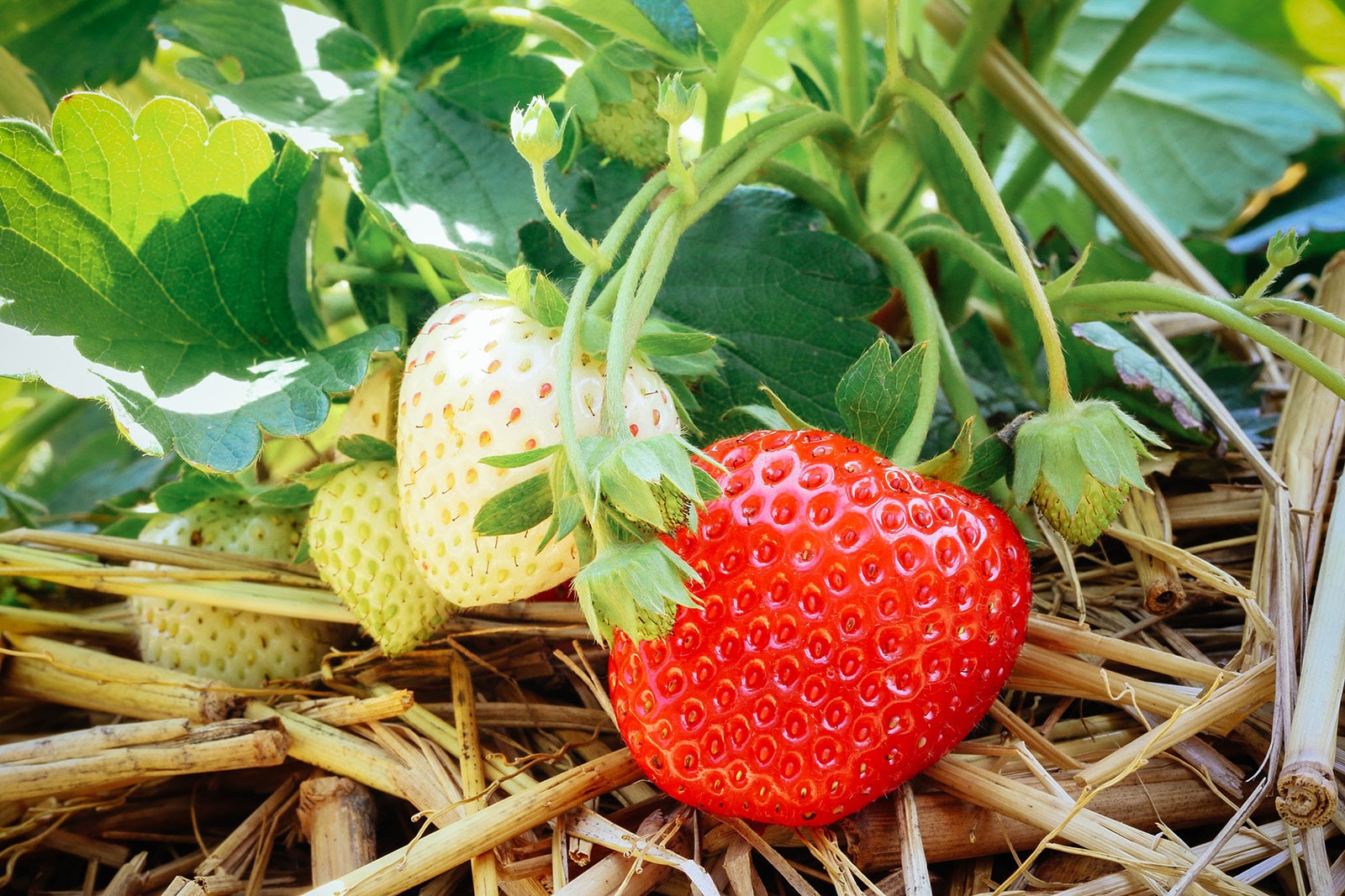 Close-up of strawberry plant bearing ripe and unripe berries with straw mulch around them