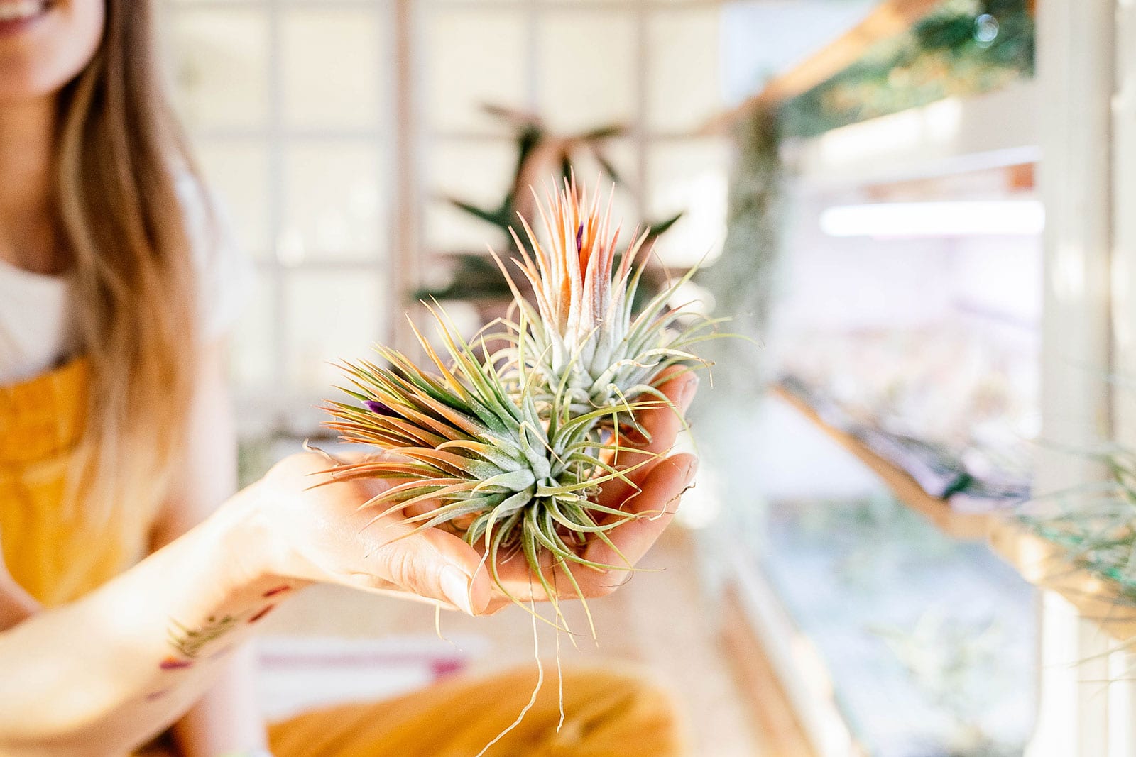 Air plant care: complete guide to caring for Tillandsia